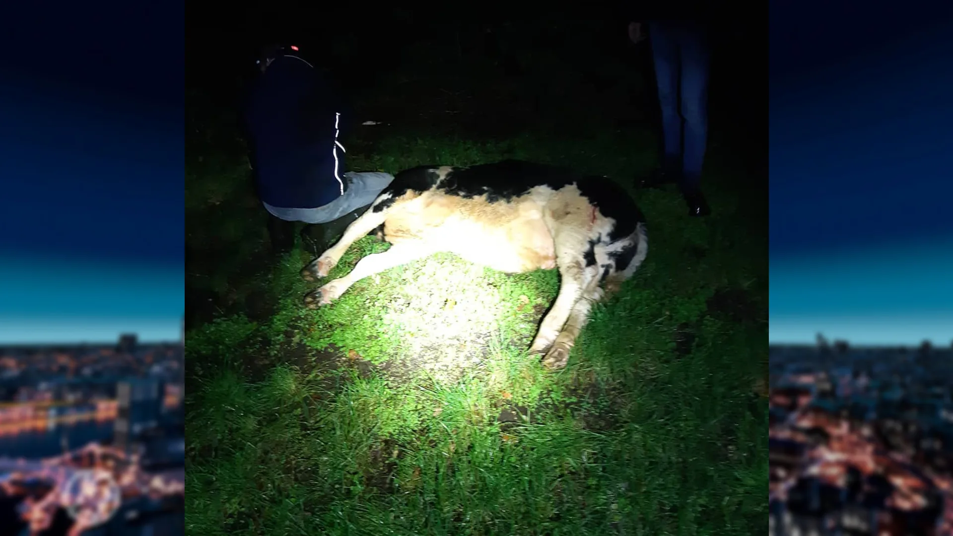 Agenten in Lunteren hebben handen vol aan losgebroken 'inwoner': 'Wat een gekoe!'