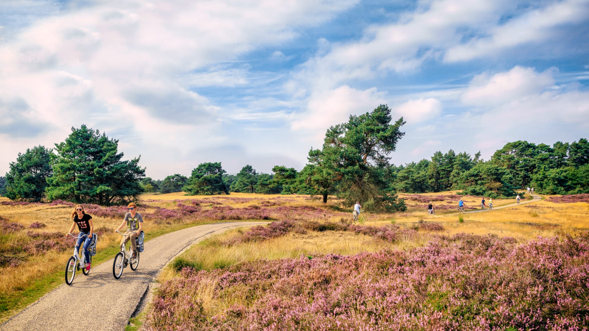 Deel Veluwe gaat dicht om natuur te redden: 'Haast geen échte natuur meer over'