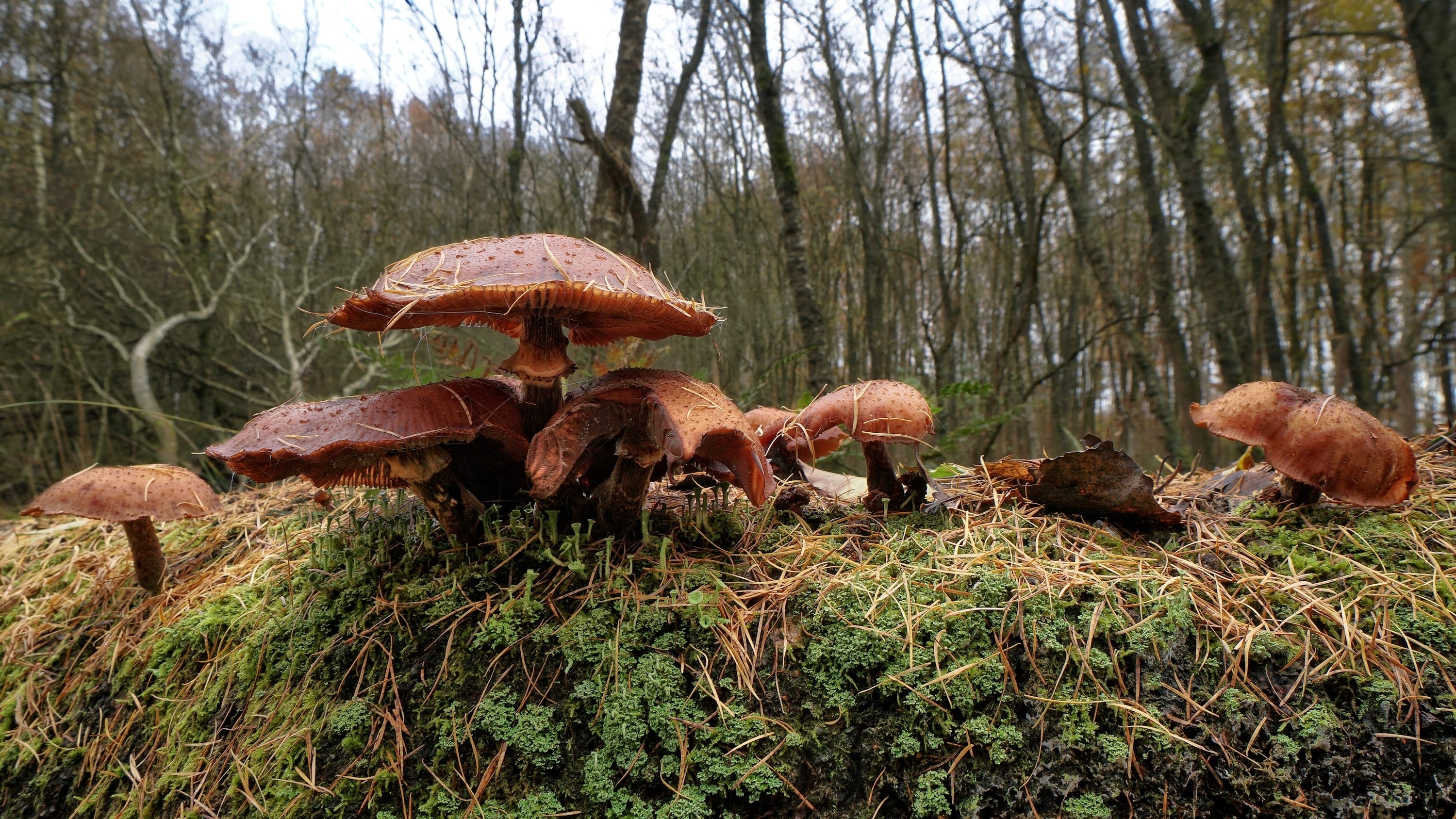 Grijs maar zacht weer vandaag, morgen wat meer zon
