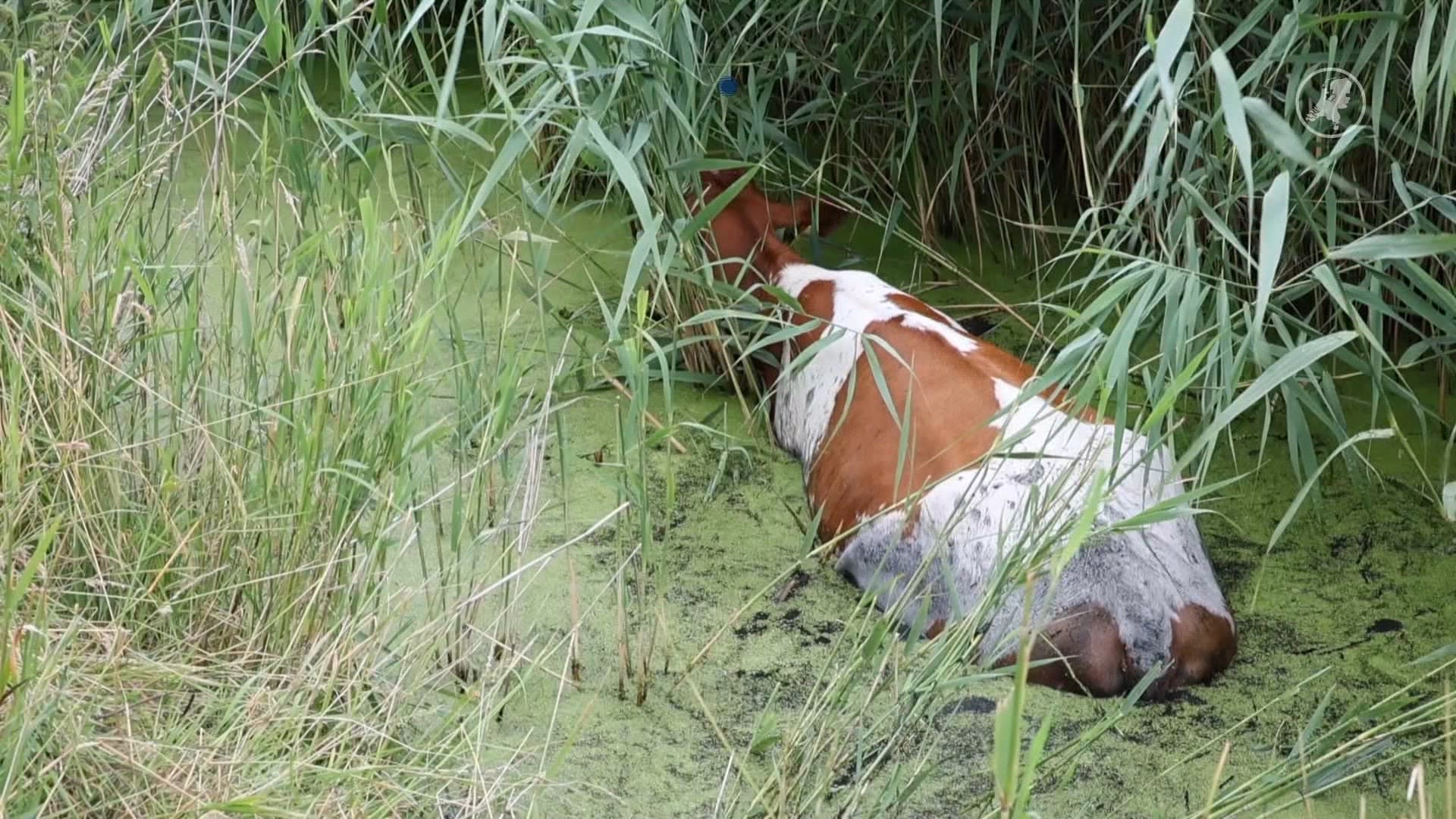 Boer en brandweerman redden koe uit sloot