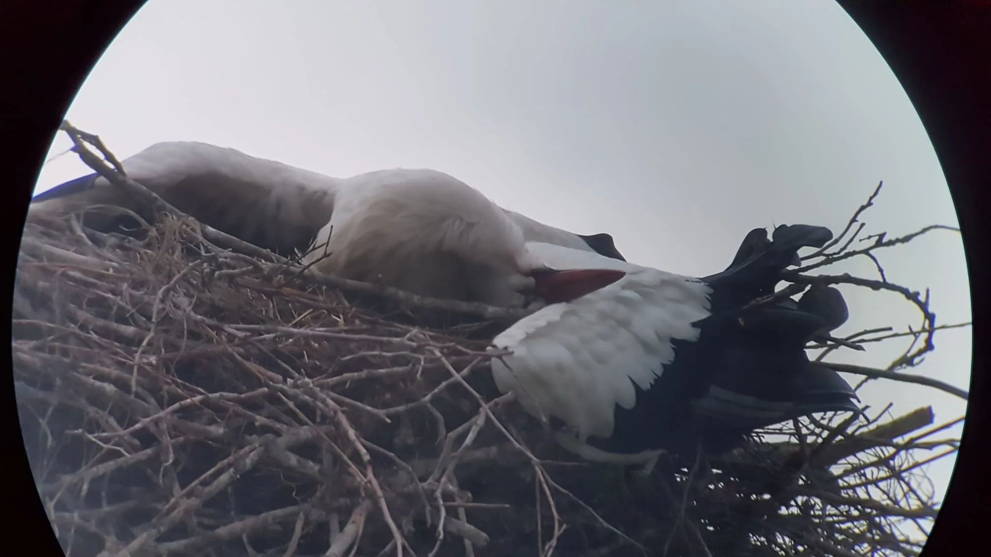 Opnieuw ooievaar doodgeschoten in De Lutte: 'Sommige mensen zijn helemaal de weg kwijt!'