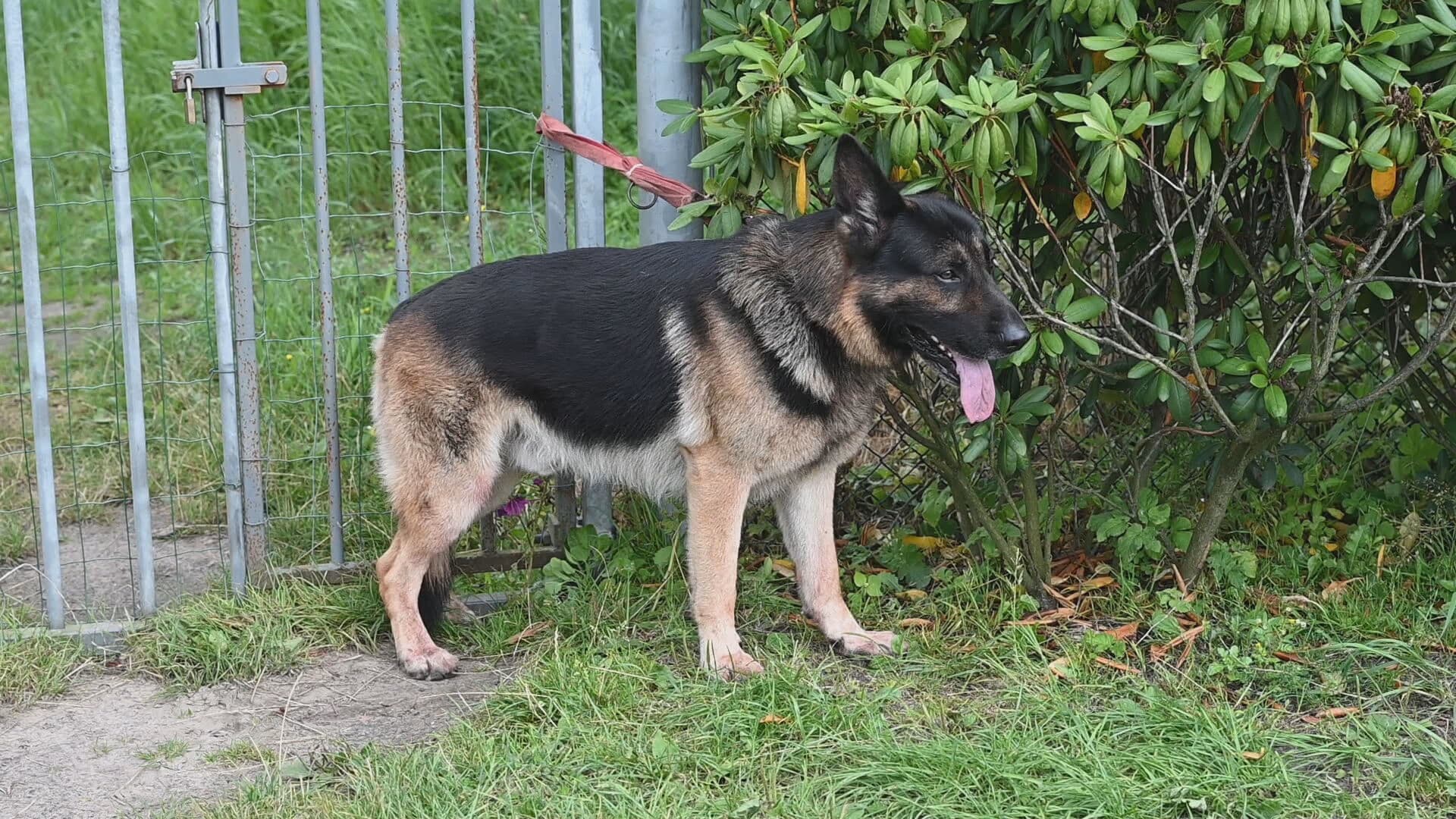 'Man neergestoken tijdens uitlaten hond'