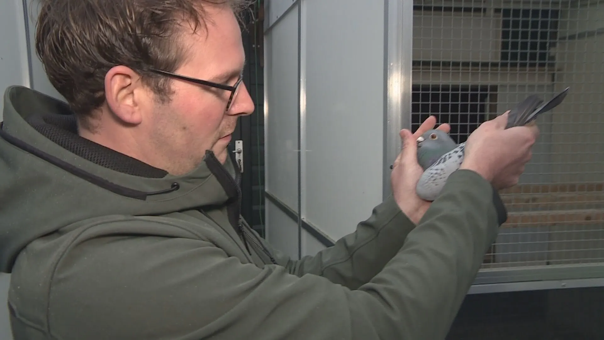 'Messi onder de duiven' gestolen in Steggerda: 'Dit is ons levenswerk'