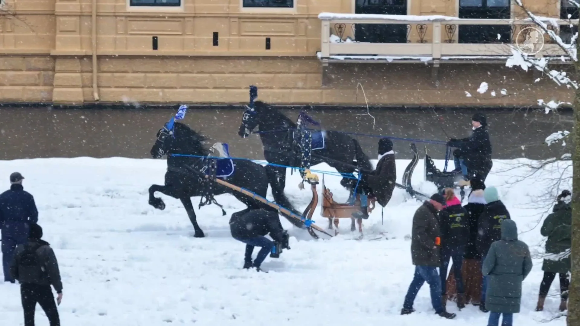 Friese paarden trekken arrenslee voort in Gronings winterwonderland