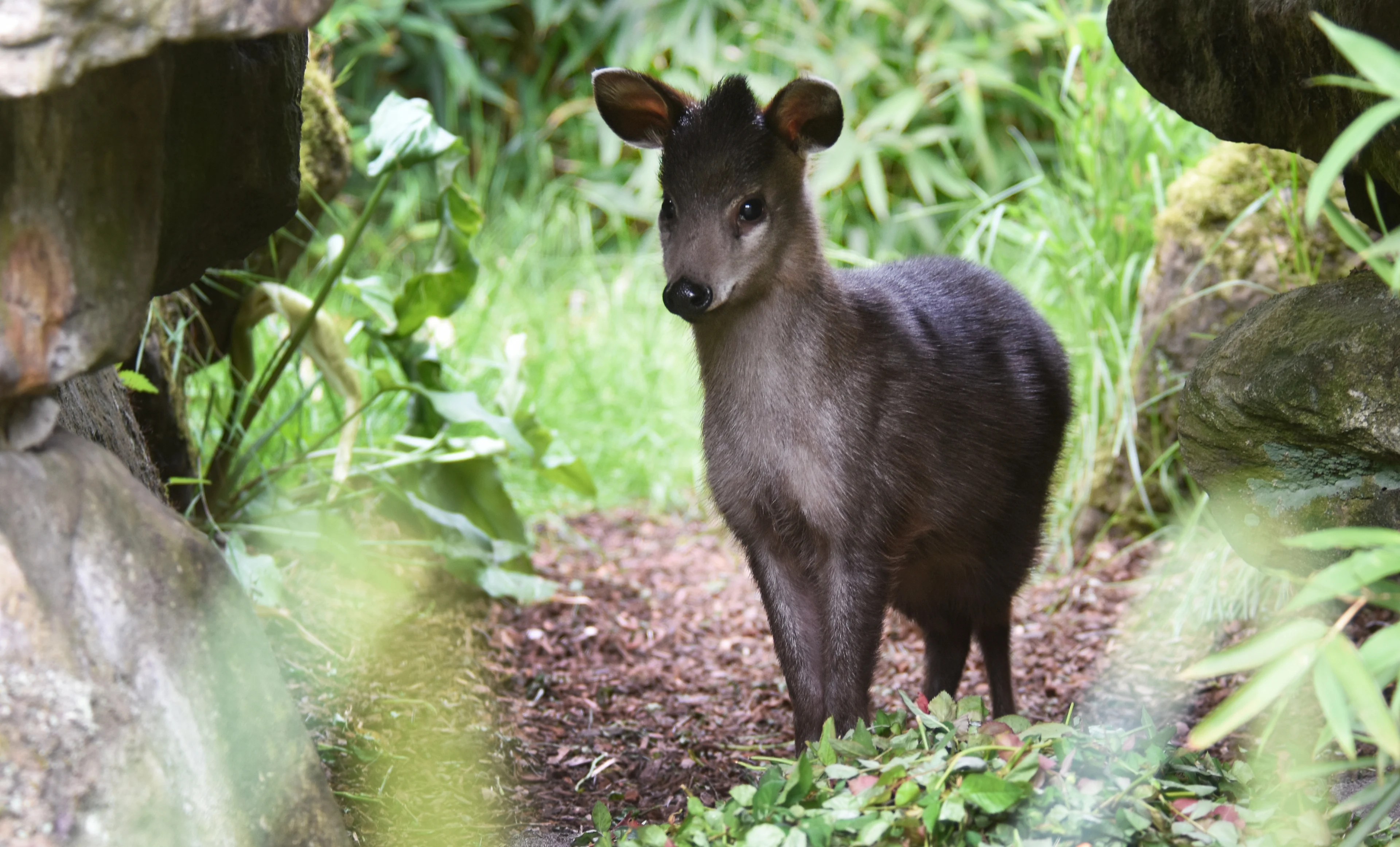 Zeldzame geboorte in Dierengaarde Blijdorp: kuifhertje geboren