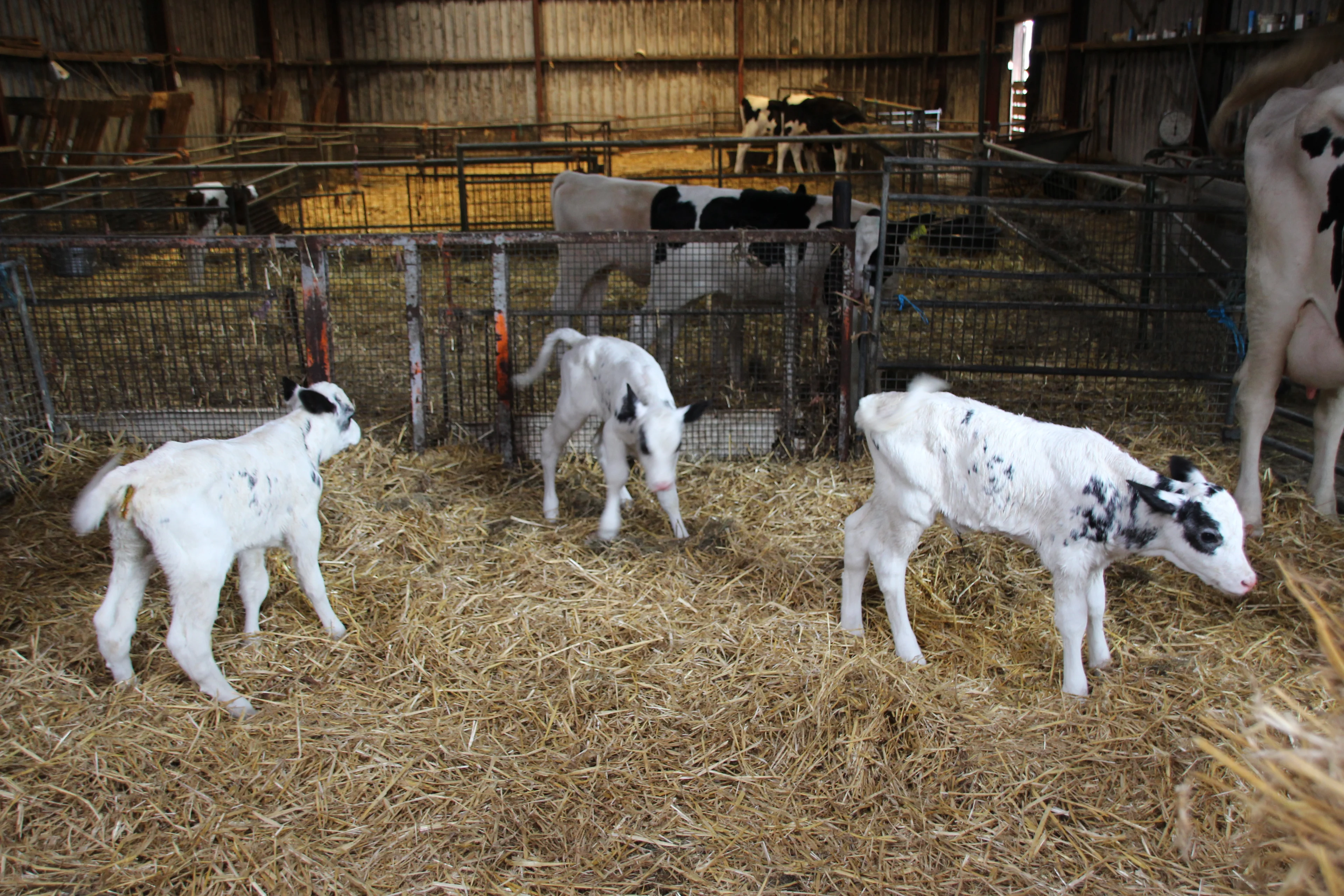 In veertig jaar nog nooit meegemaakt: boer Cor blij verrast door koeiendrieling