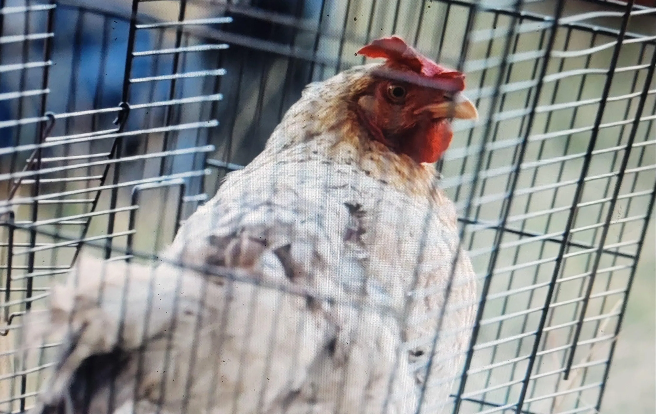 Aangifte tegen BN’ers en Talpa na mishandeling kip in No Way Back VIPS