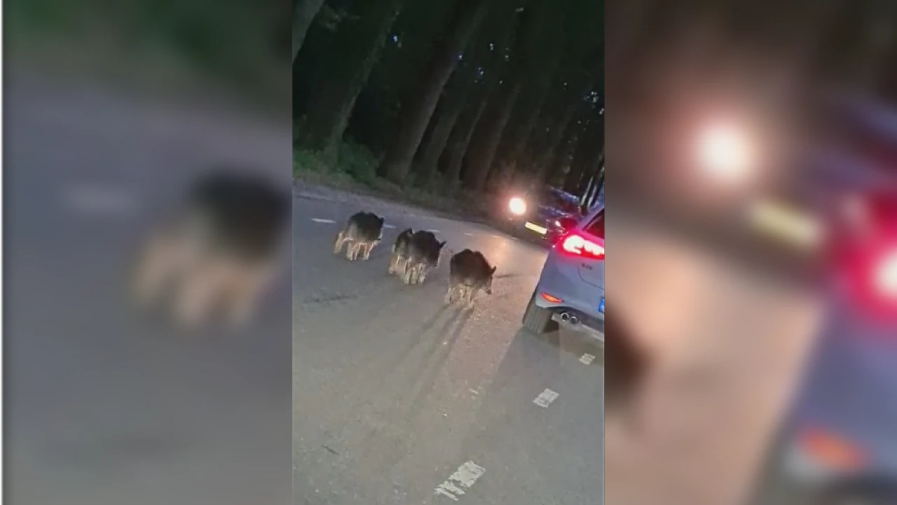 VIDEO: Wilde zwijnen achtervolgen auto in Uddel