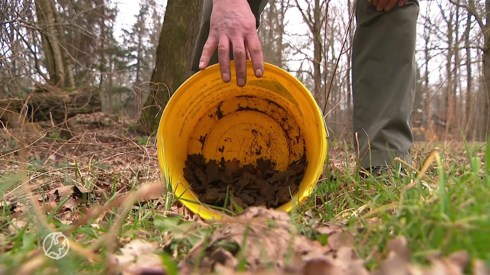 Paddentrek door warm lenteweer nu al begonnen, boswachter Harco is er maar druk mee