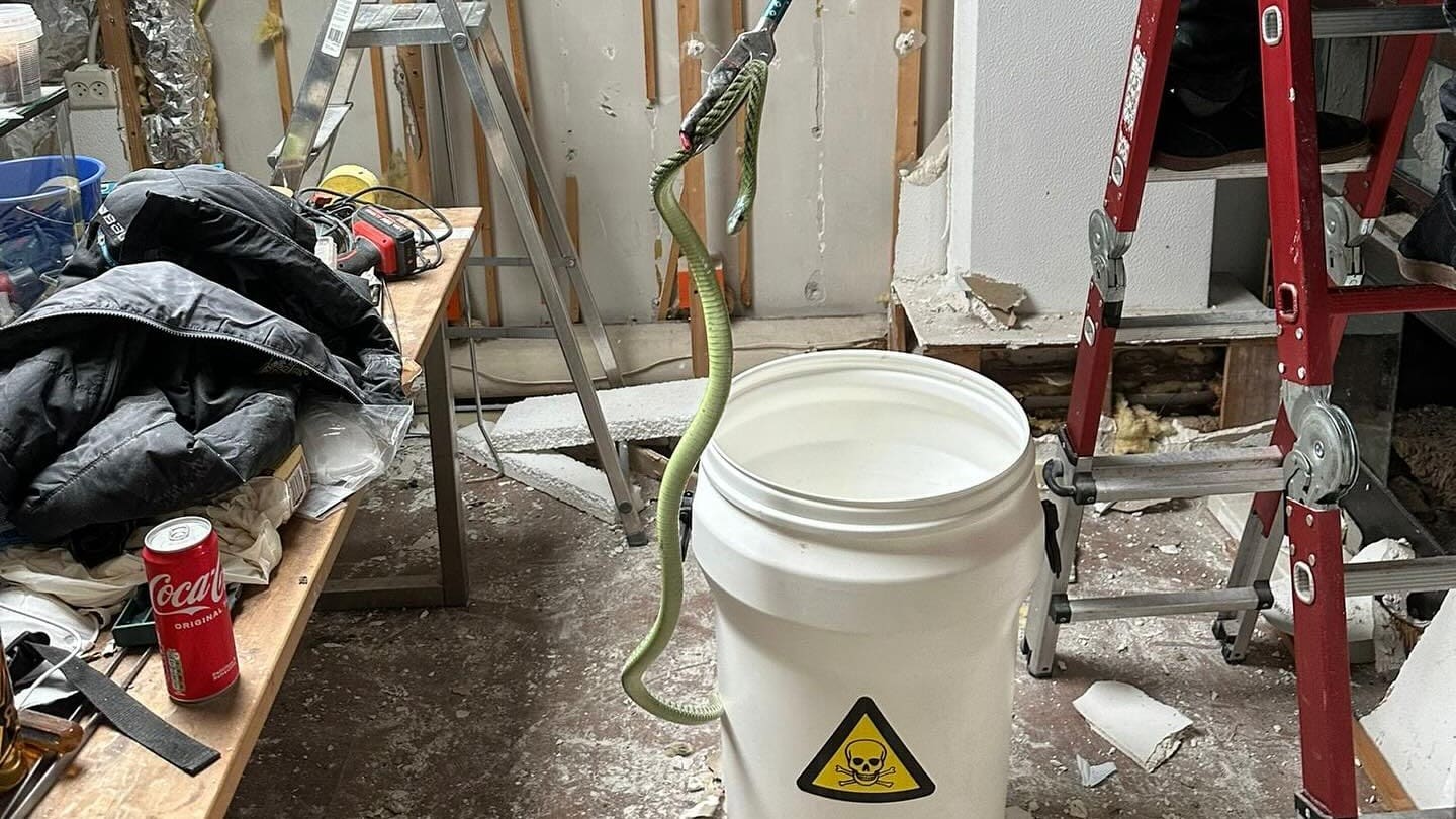 Ontsnapte gifslang in Tilburg na dagen gevonden en gevangen