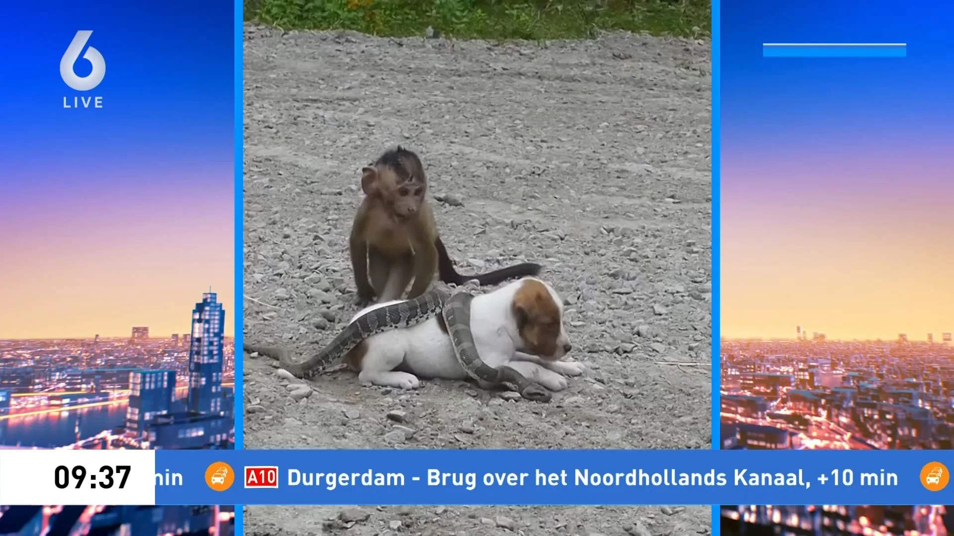 Opzettelijk dierenleed voor de likes: dieren in gevaar voor 'neppe reddingsvideo's'