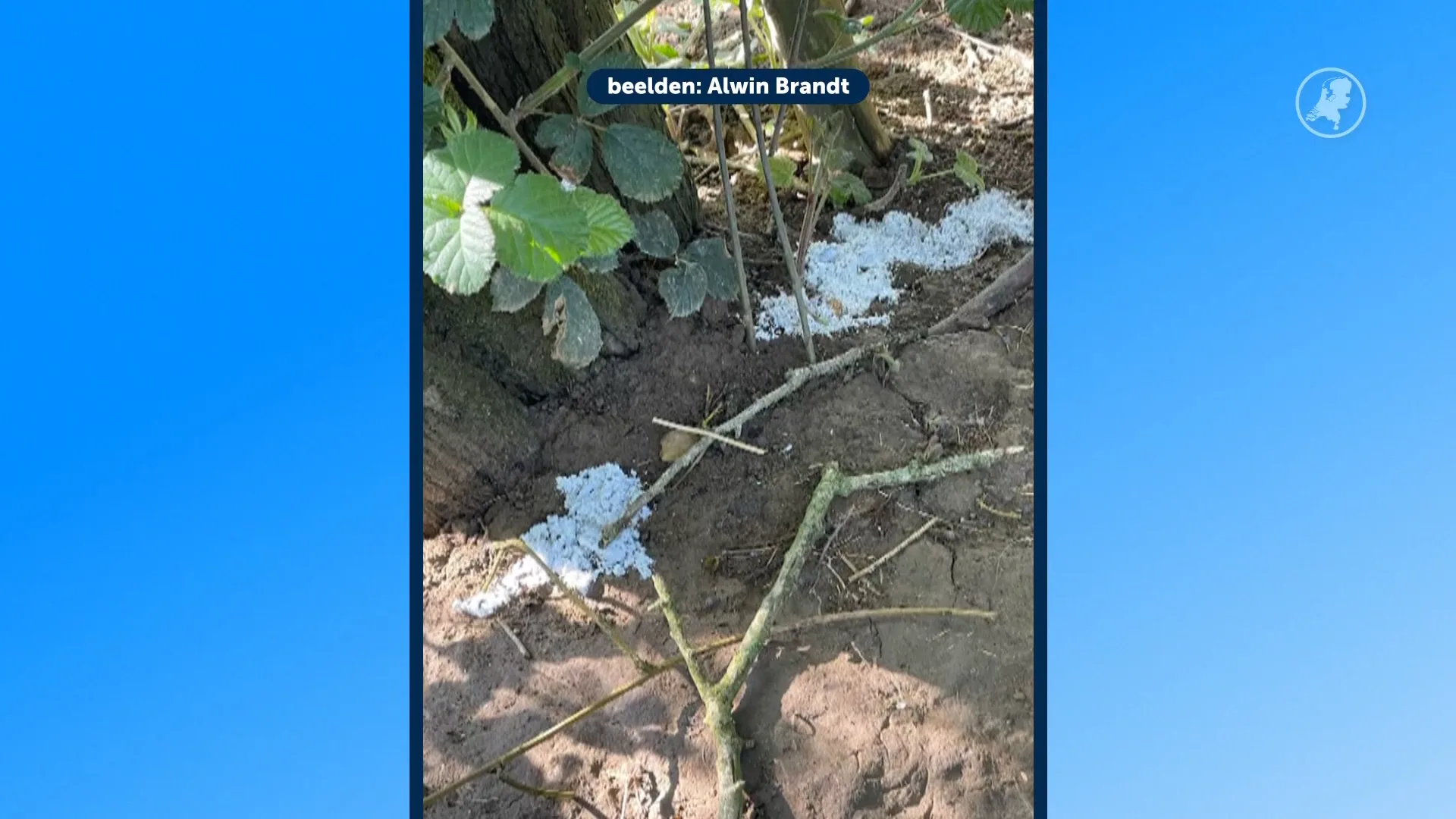 Gif gevonden bij dassenburchten in Brabant: 'Onverminderde dassenhaat'