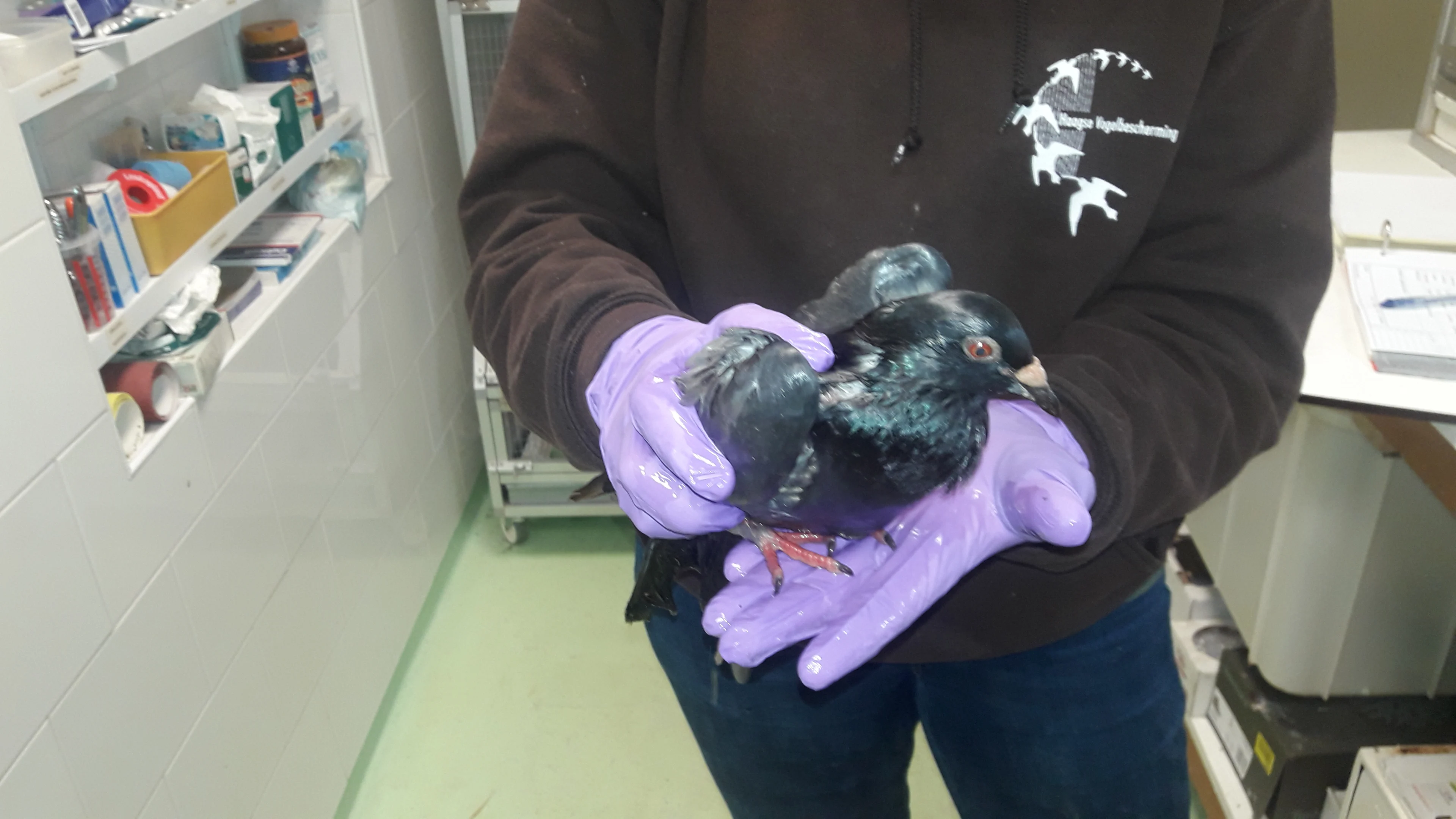 Duif sluipt naar binnen in keuken van restaurant en neemt een duik in de frituurpan 