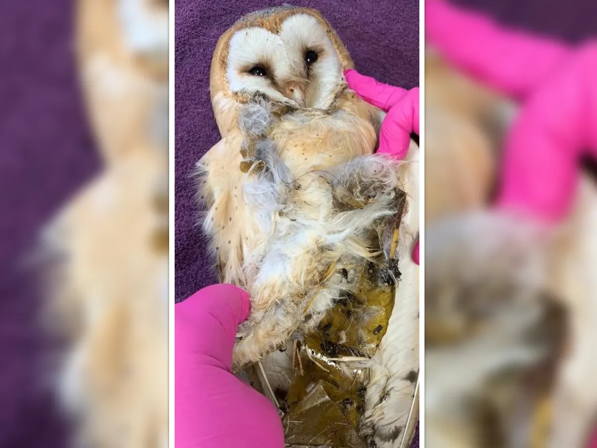 Behandeling met pindakaas en olijfolie voor onfortuinlijke kerkuil