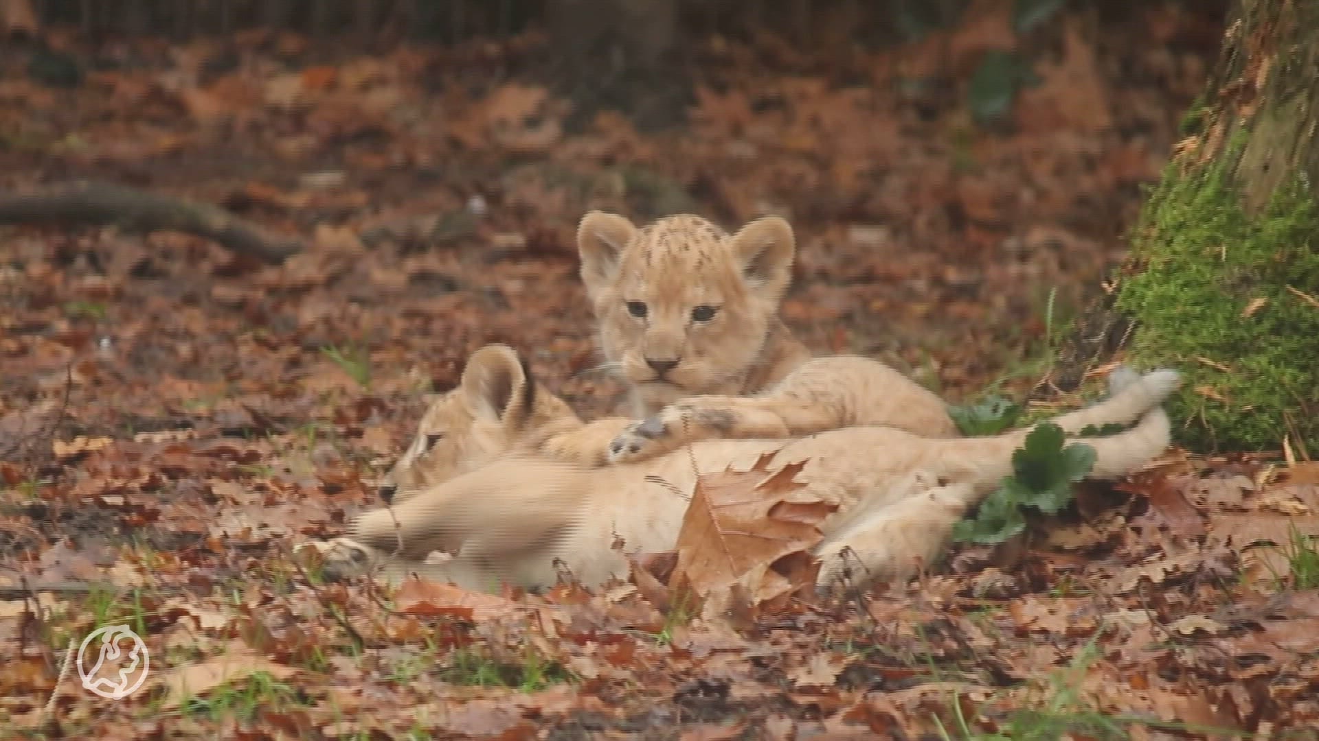 Welpjes Amersfoort komen naar buiten