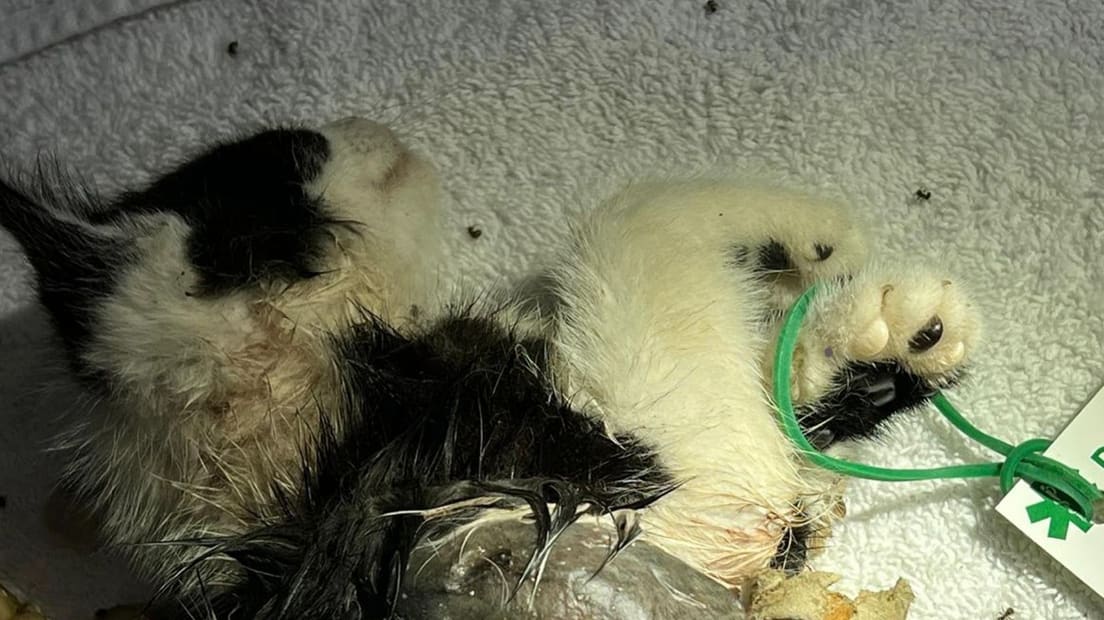 Kitten opgeblazen met vuurwerk in Ederveen, dierenambulance vindt halve lichaampje op straat