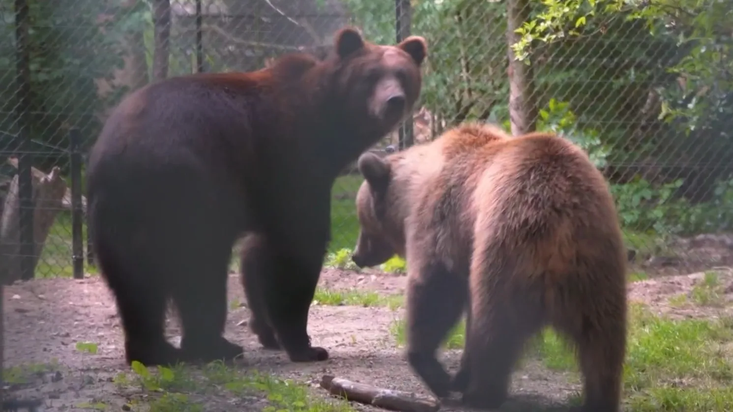 ZIEN: getraumatiseerde beren uit Oekraïne verkennen nieuw thuis in Rhenen