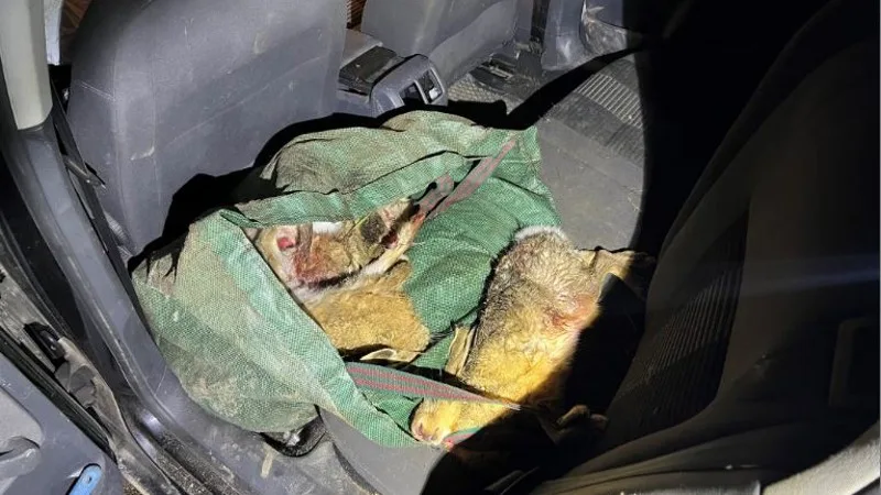 Stropers in Brabantse Mill aangehouden met vijftien dode hazen op achterbank