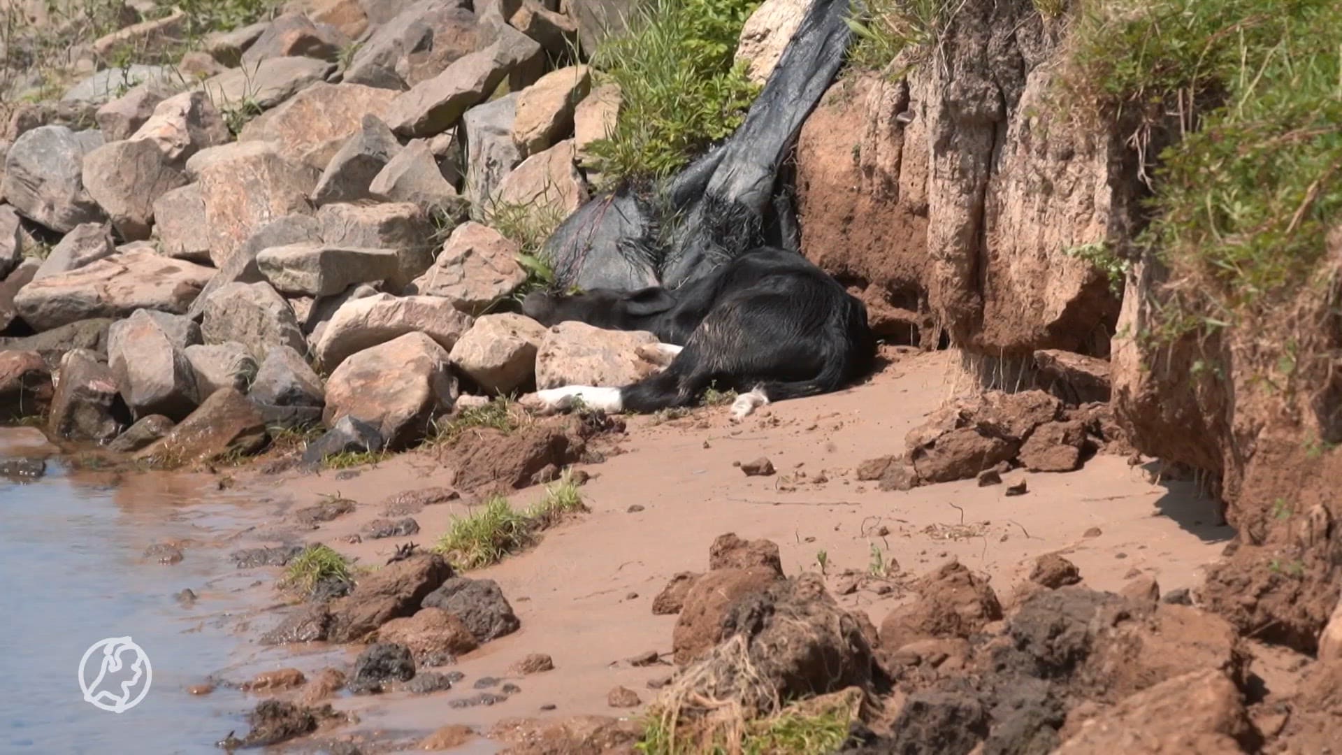 Brandweer redt pasgeboren kalfje vanaf oever