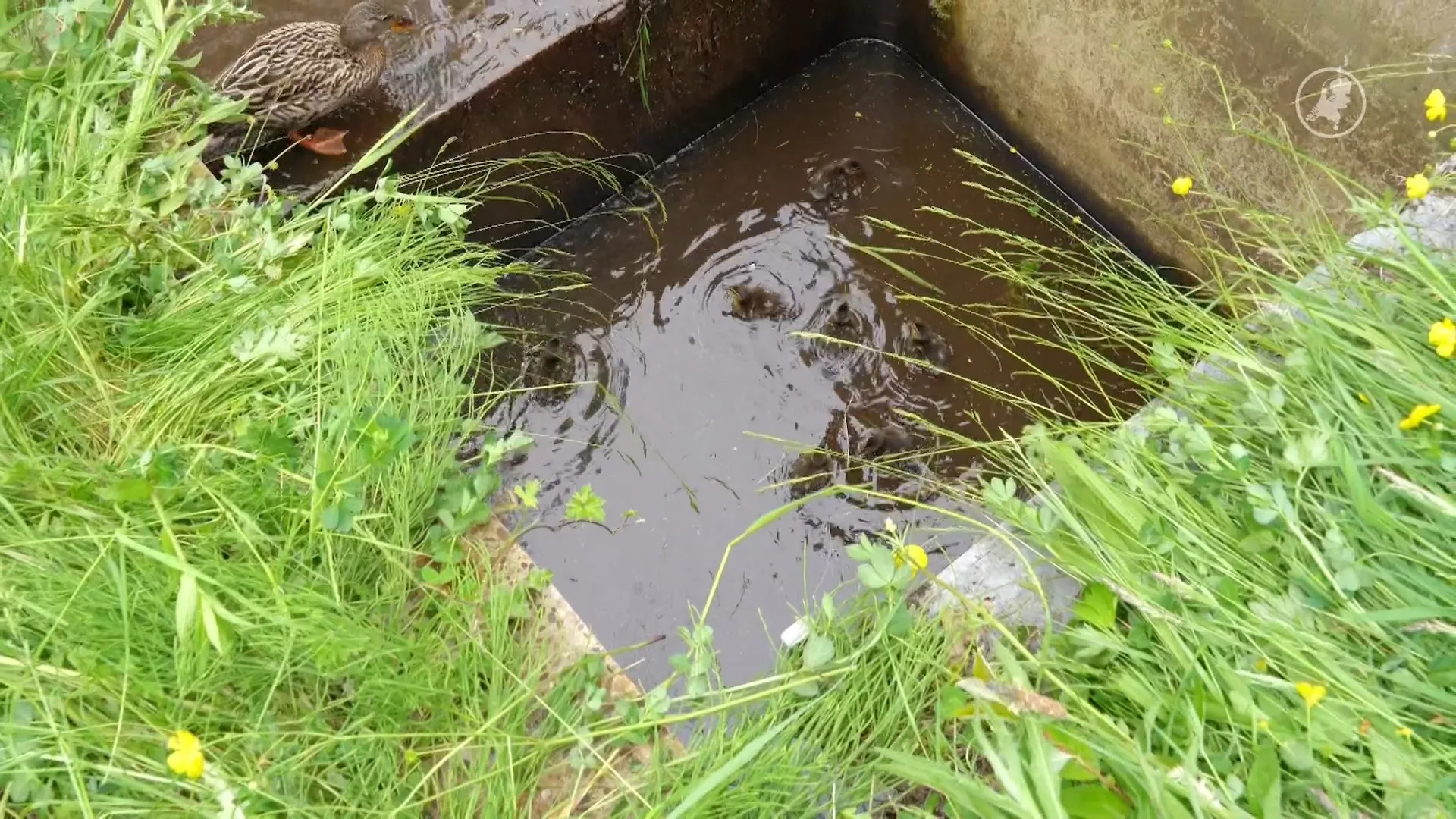Brandweer bevrijdt zeven eendjes uit buis in Assen