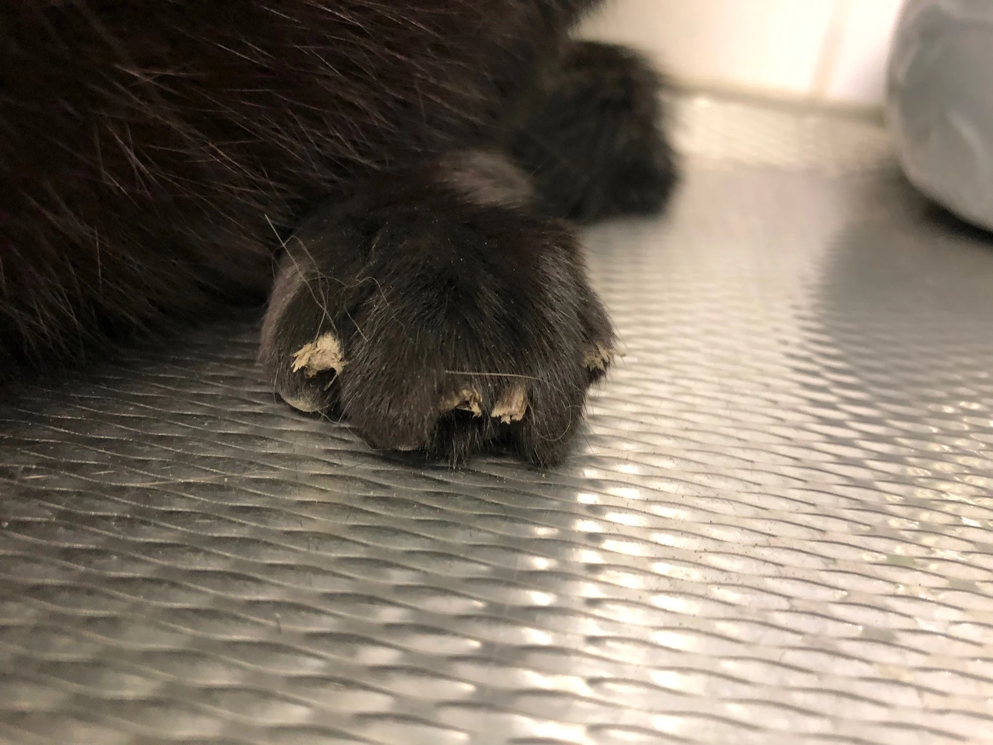 Poes gered uit 2,5 meter diepe put, alle nagels kapot door ontsnappingspogingen