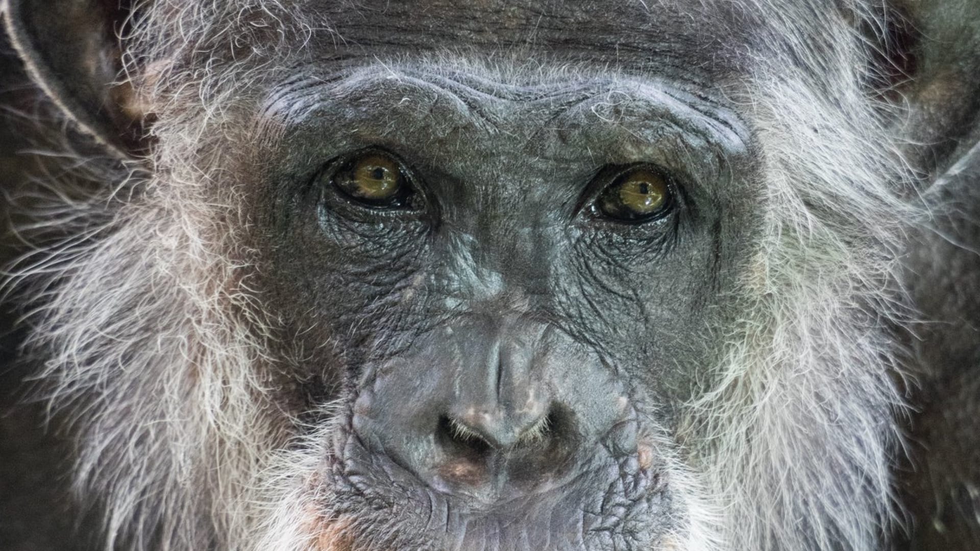 Twee chimpansees doodgeschoten na ontsnapping in DierenPark Amersfoort