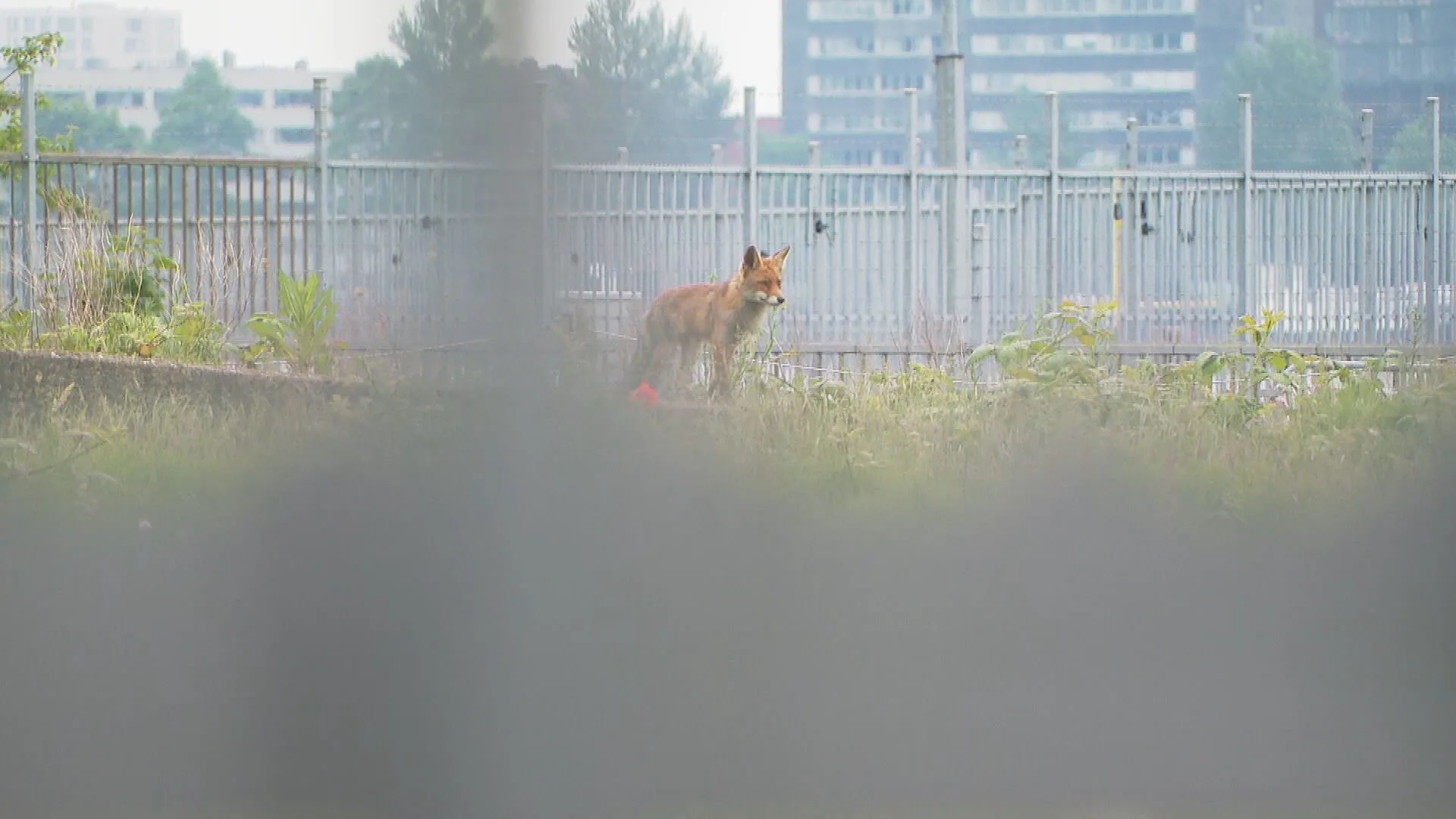 Vossenmoeder met jongen floreert op fabrieksterrein in Amsterdam: 'Leuk om ze te bespieden'
