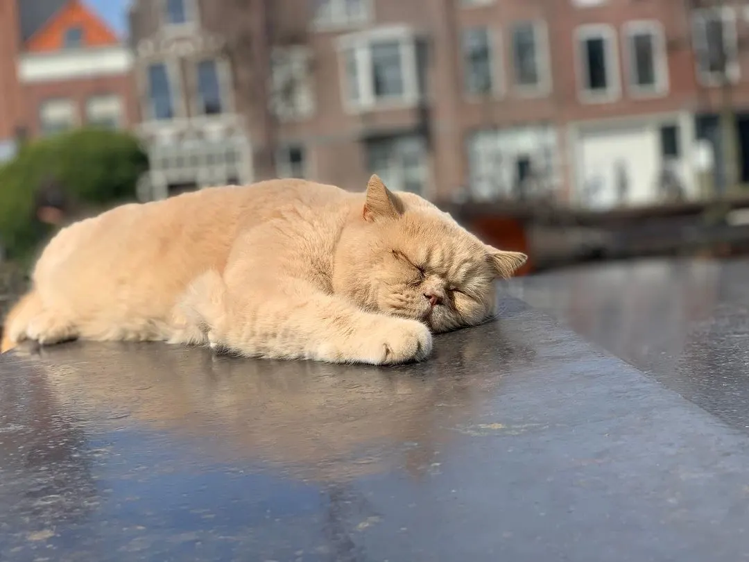 Ontvoerde kat Lex overleden: 'Vertrokken naar de eeuwige jachtvelden'