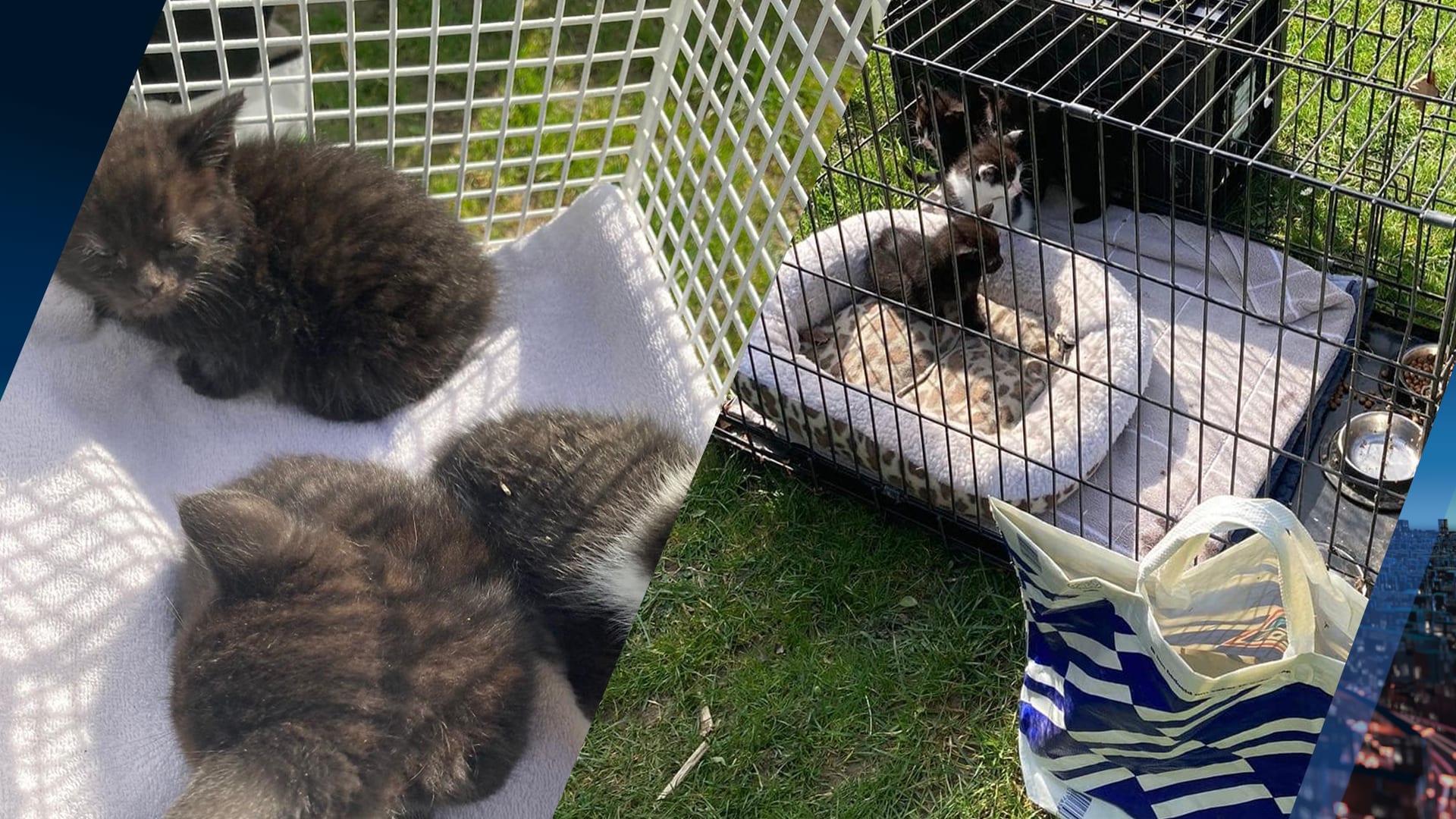 Vier kittens in plastic Aldi-tas gedumpt in Landgraaf