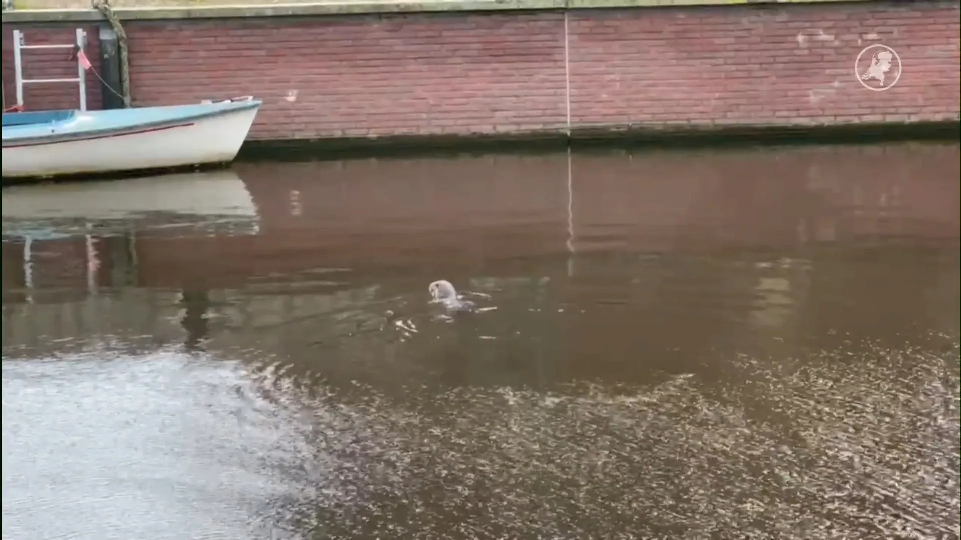 Op zoek naar bijzondere ontmoeting? Otters duiken op in Alkmaar