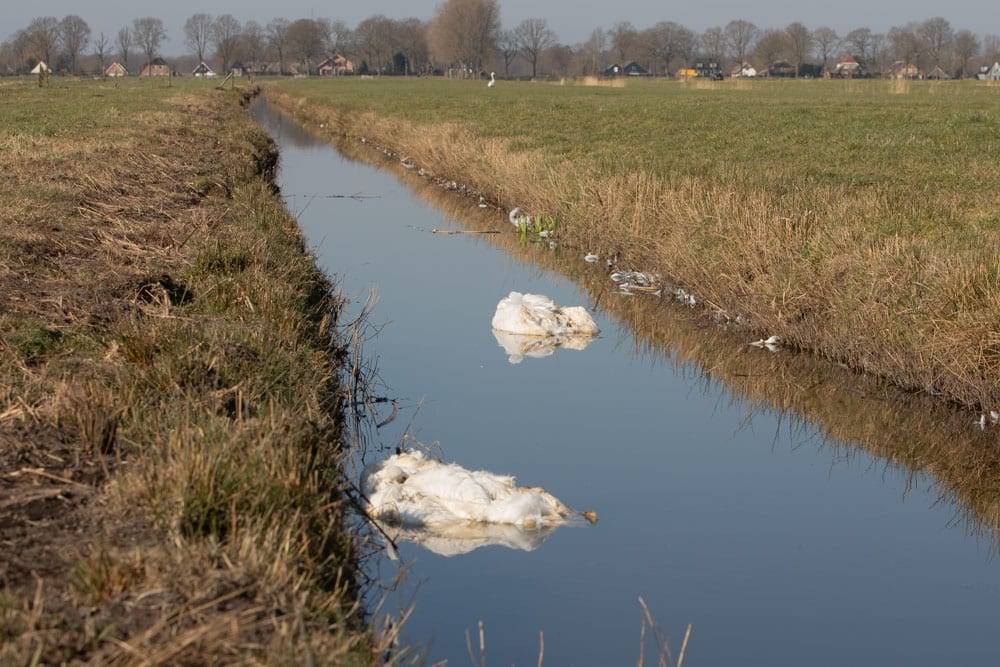 Vijf dode zwanen met vogelgriep in de Eempolder, maar wie haalt ze op?