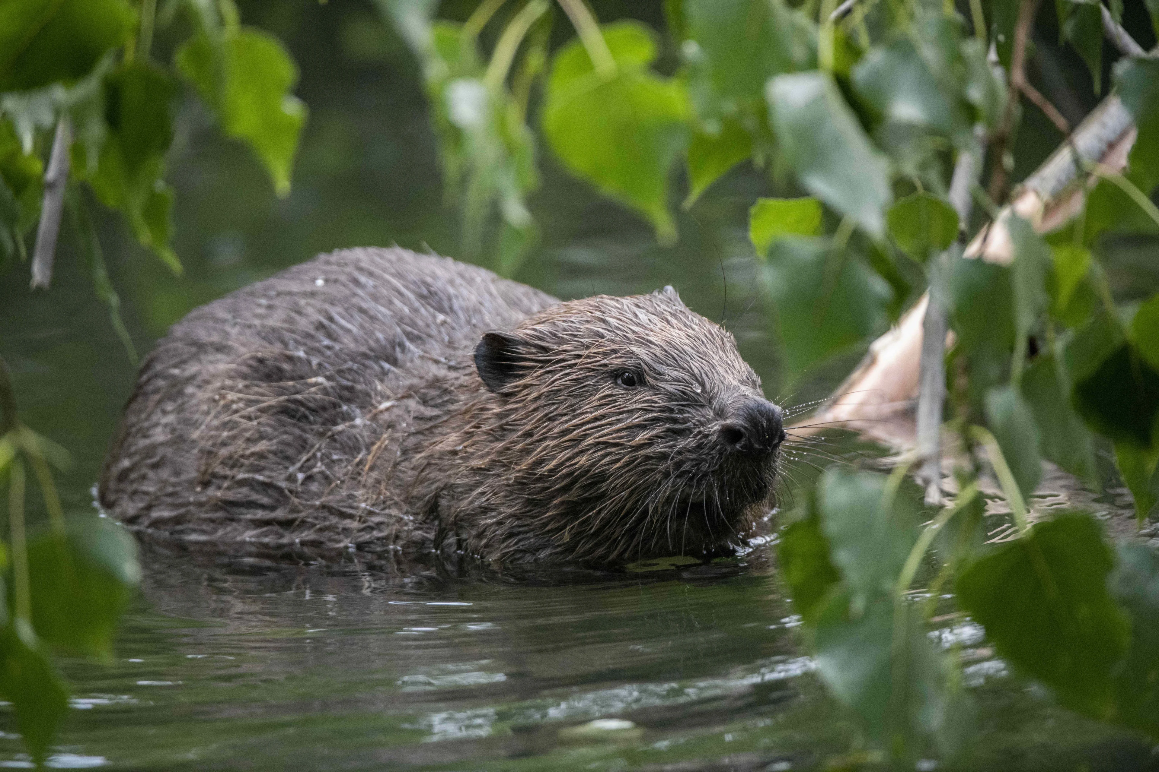 De bever verspreidt zich steeds meer over Nederland