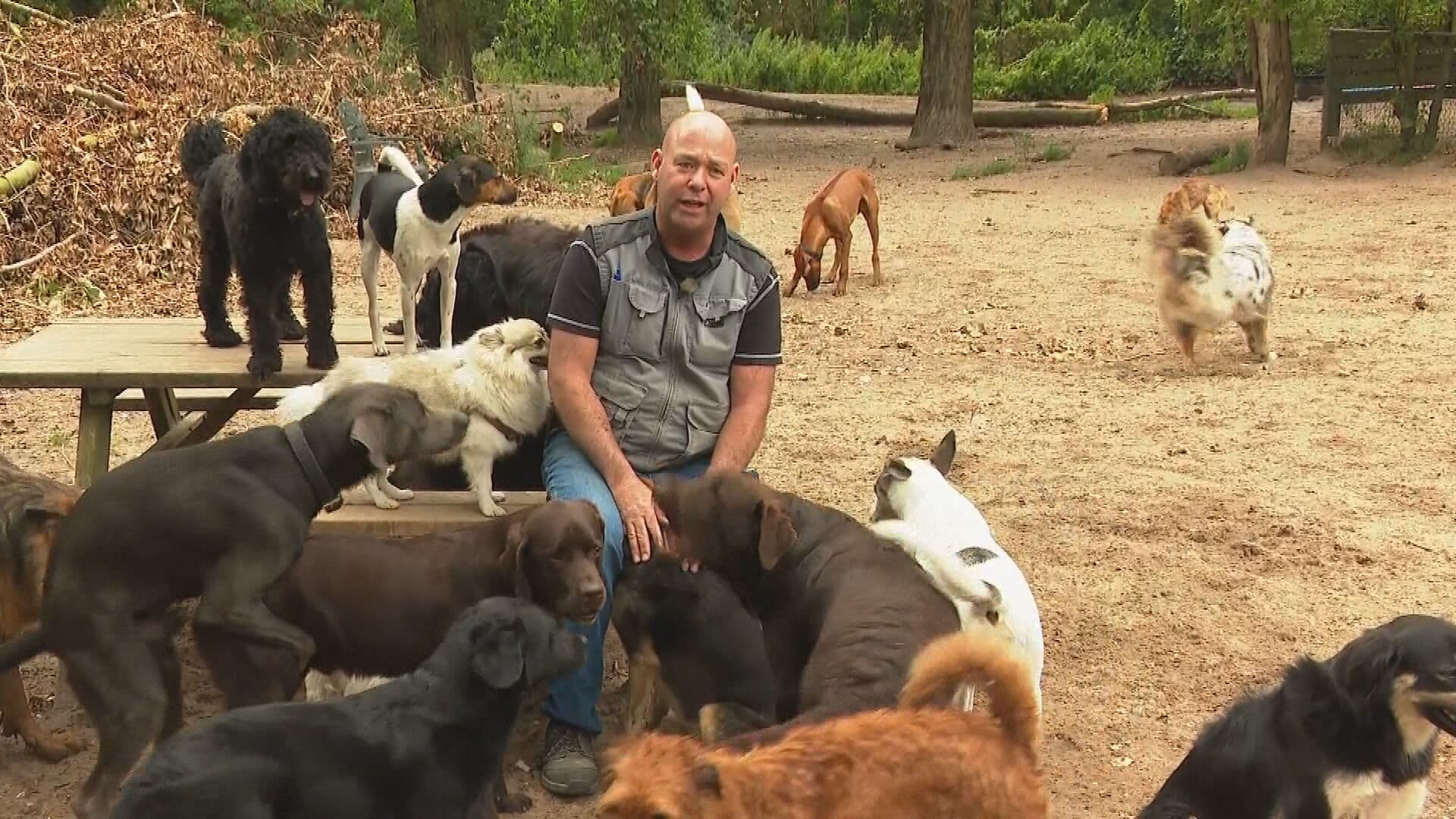 Moet Brams hondenopvang wijken voor een weg? 'Gaat mij aan het hart...'