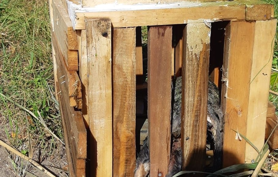 Dierenbeul verdrinkt kansloos katje in houten kooi