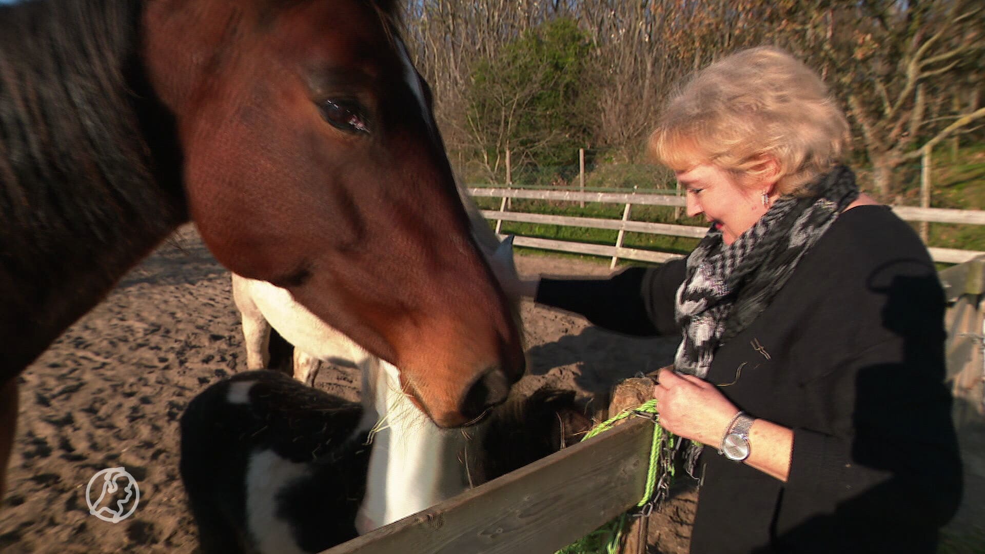 Actie tegen ‘ontpaarding’ in Noordwijk: 'De helft moet naar de slacht'