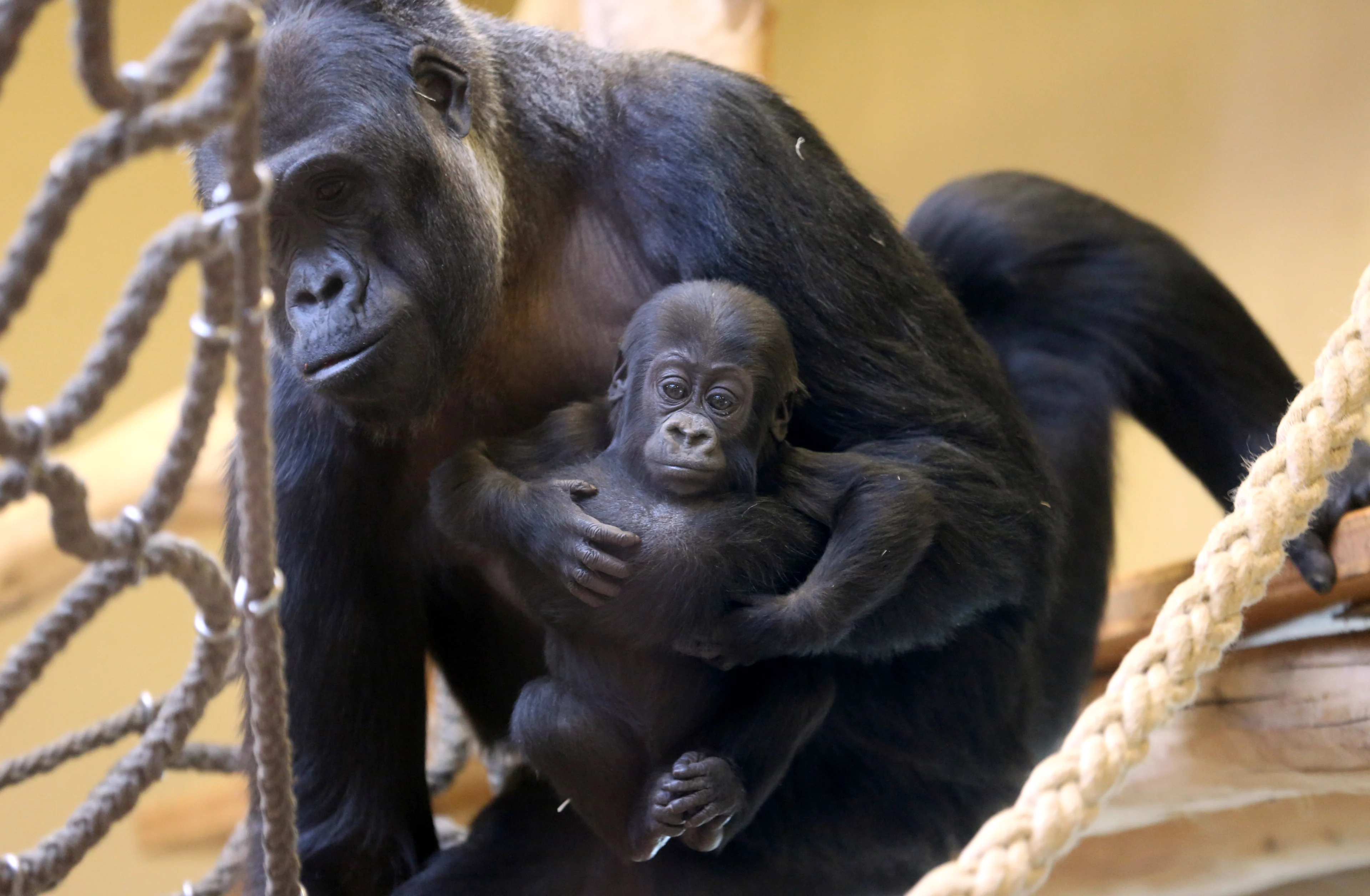 Alle apen omgekomen door 'onwerkelijke tragedie' in dierentuin tijdens nieuwjaarsnacht