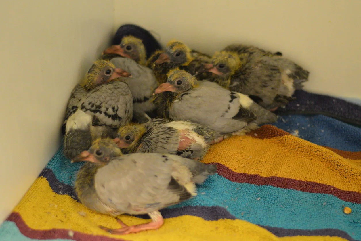 Tientallen jonge duiven gedumpt in Maastricht: 'Derde keer dit jaar'