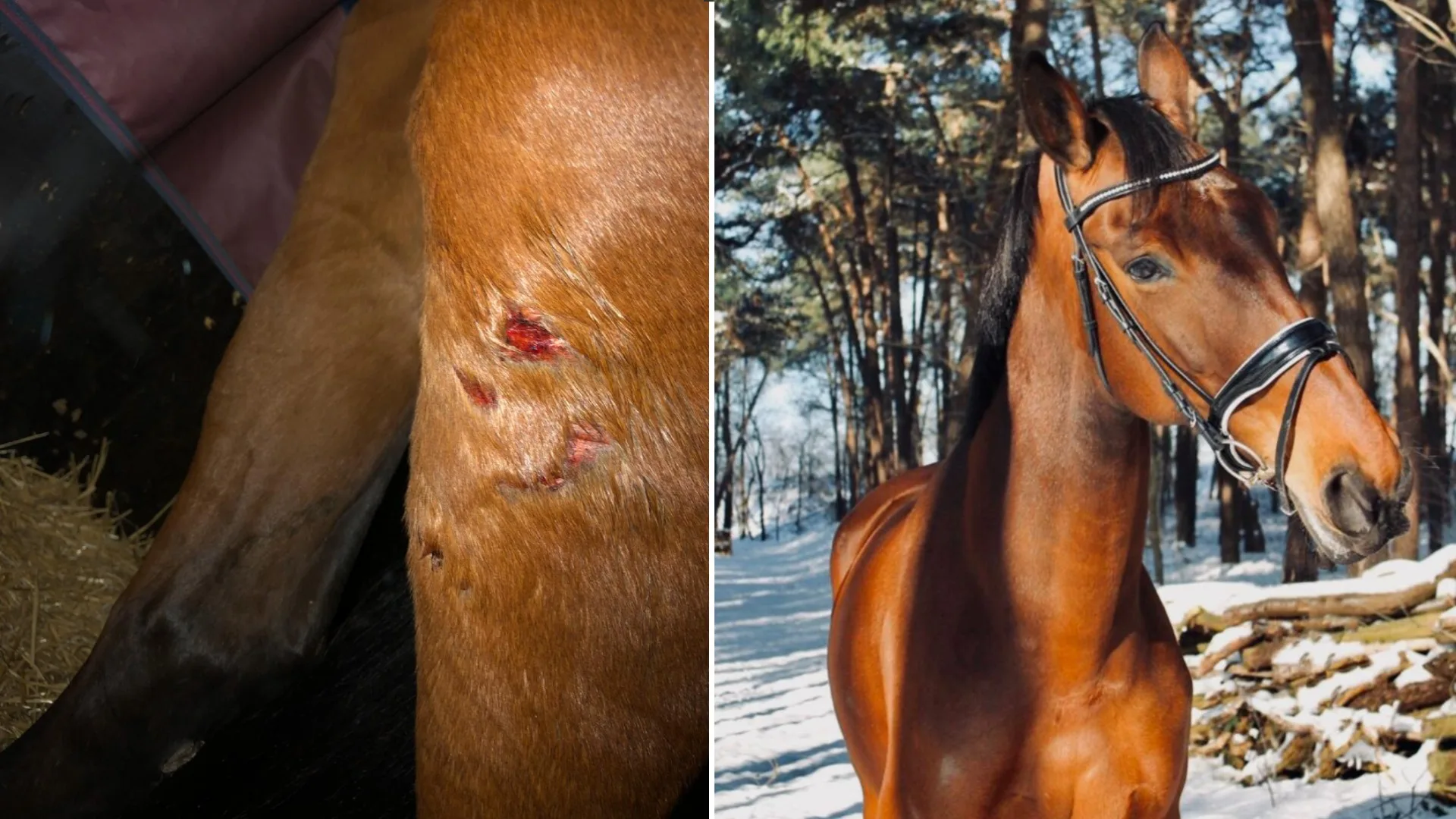 Paard bezwijkt aan verwondingen door beet loslopende hond: 'Dit had niet hoeven gebeuren'