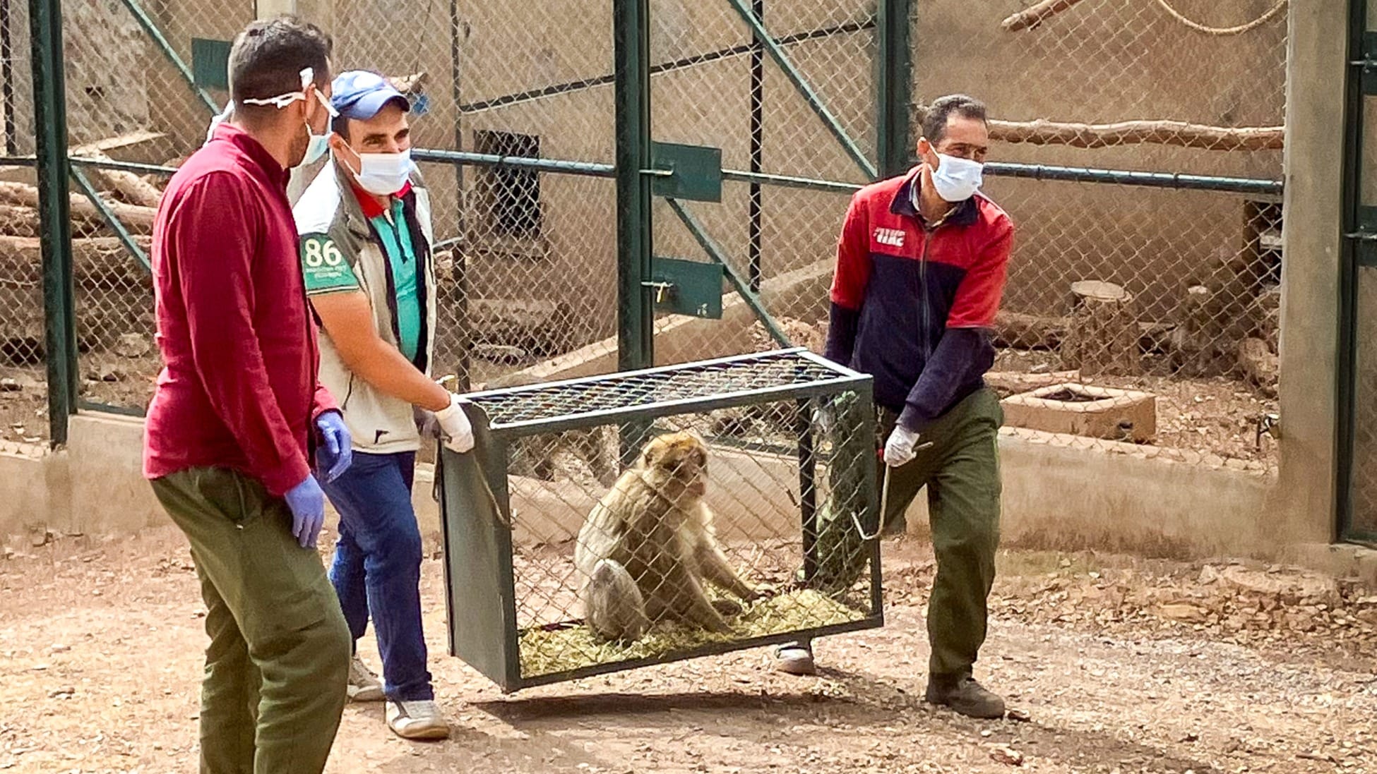 Almeerse stichting AAP laat illegaal verhandelde berberapen weer vrij