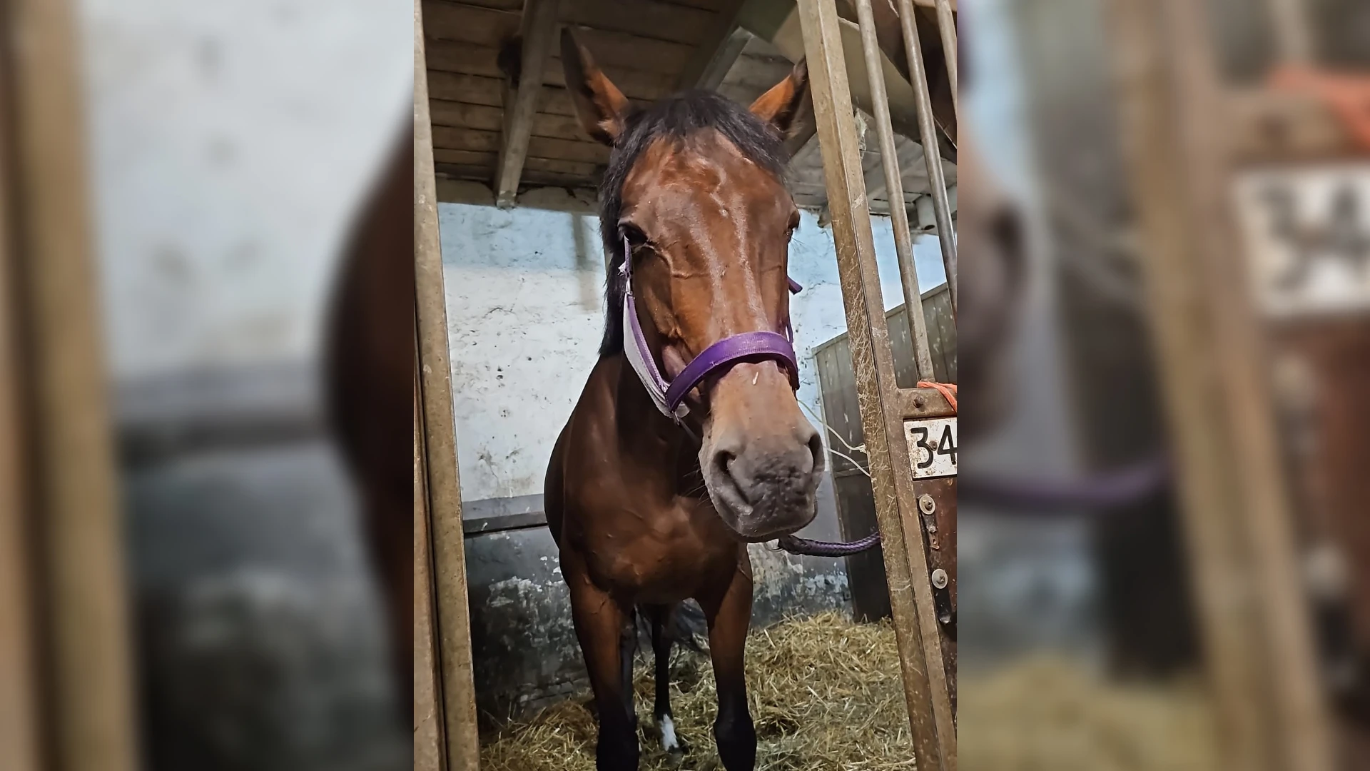 Paard Rosie in levensgevaar na achtervolging door scooterrijder