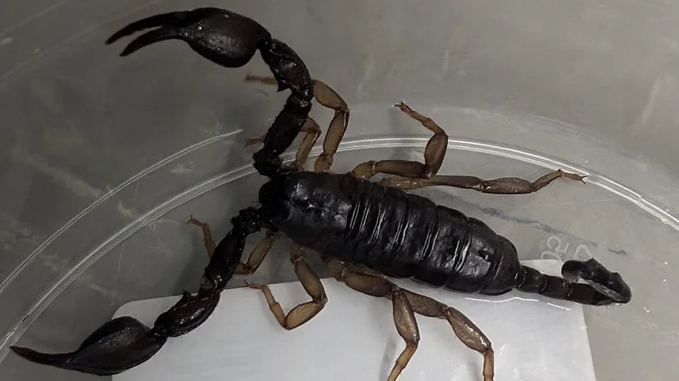 Man treft plots schorpioen aan die over muur loopt