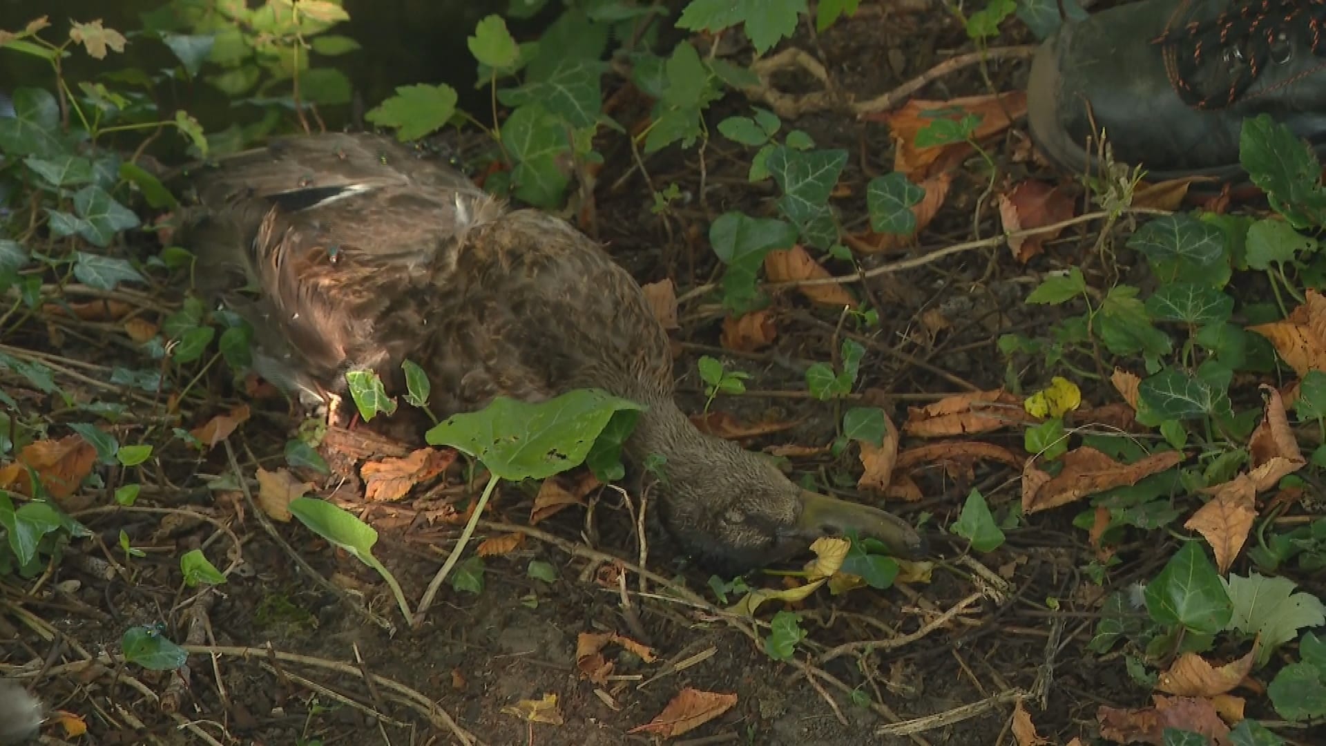 Hittegolf en laag water zorgen voor verlammingen en massale sterfte bij watervogels