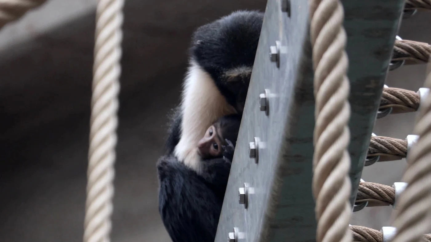 Lief! Dianameerkat, een bedreigde aapsoort, geboren in Artis 