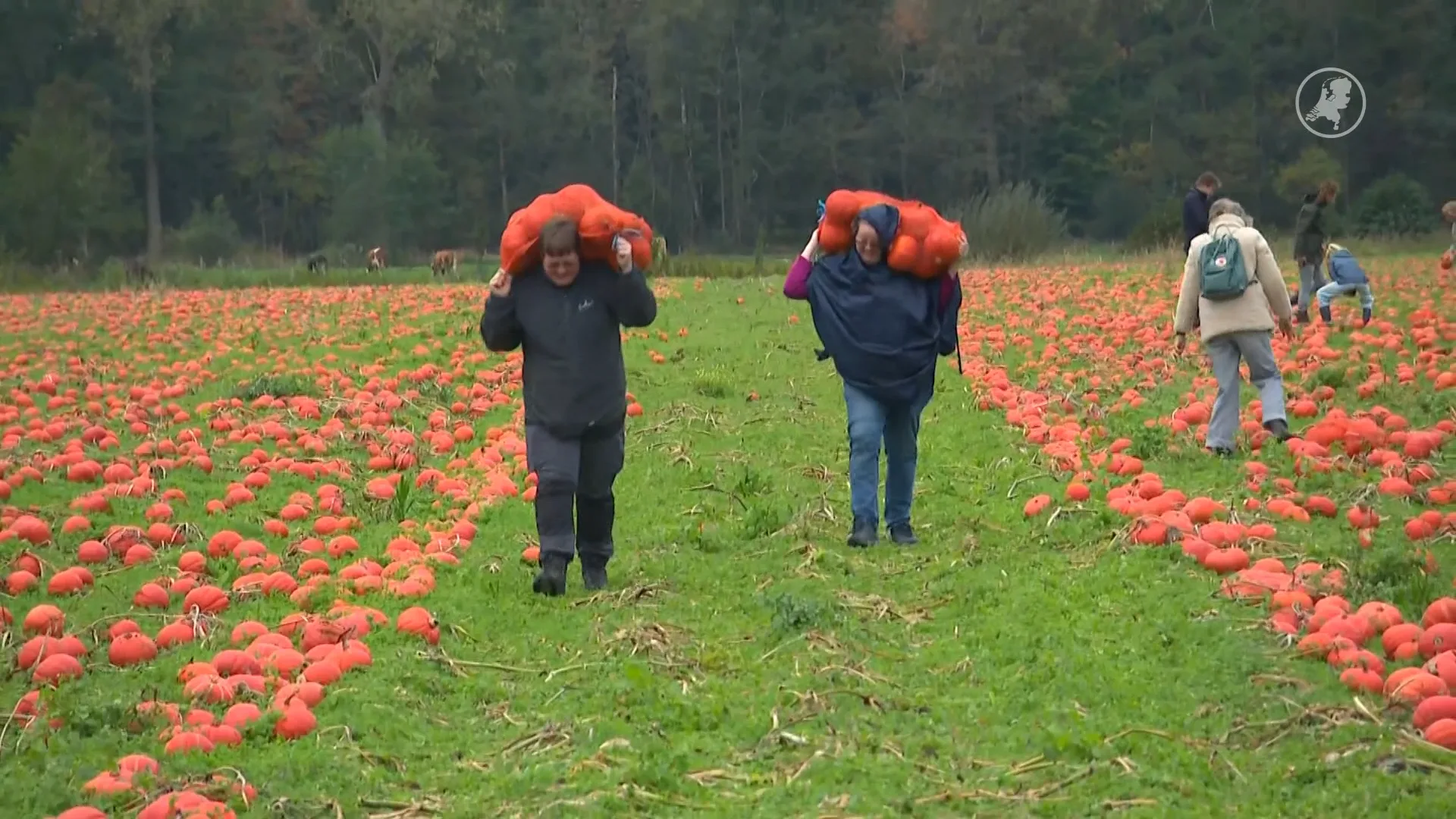 Pompoenen te groot voor de supermarkt: boer organiseert Pompoenraapdag in Raalte