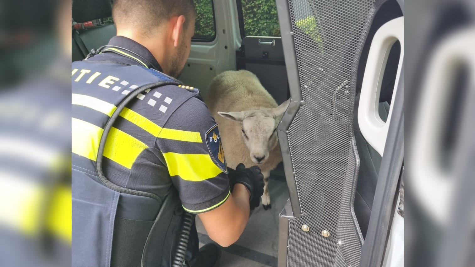 Man (55) opgepakt voor stelen van drie schapen in Waalwijk