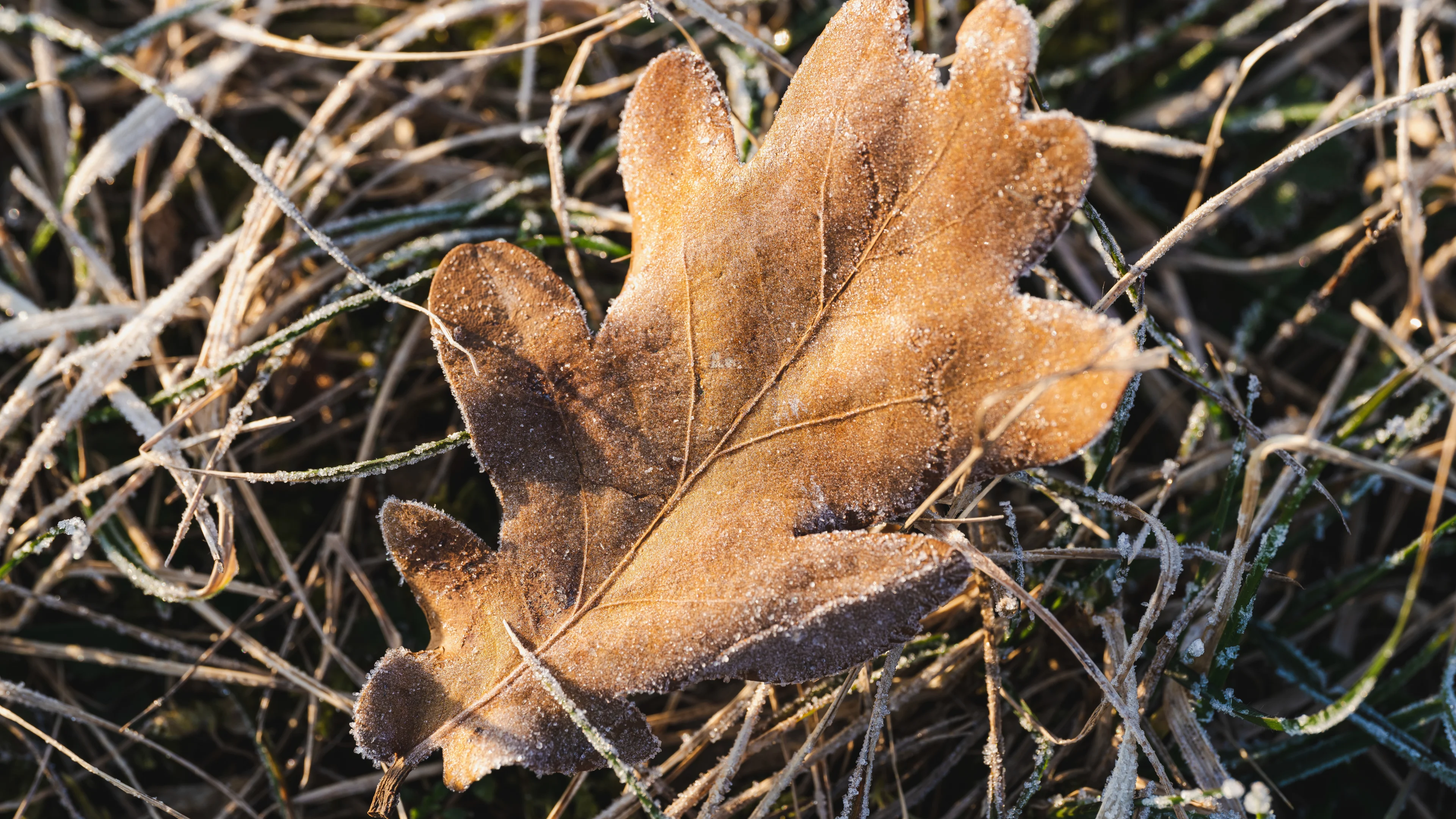 November begint koud en het wordt nog veel kouder