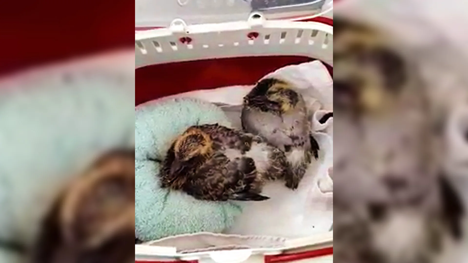 Donzige duifjes in doos gebruikt als voetbal door kinderen