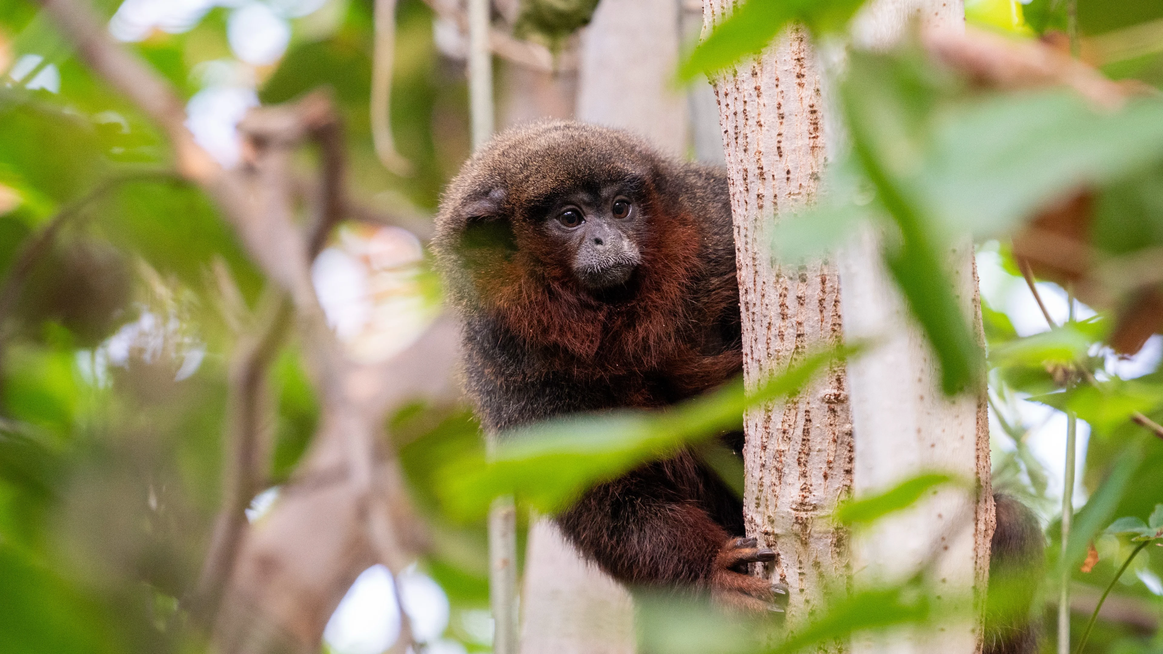 ZIEN: Rode titi's nemen hun intrek in Burgers' Zoo