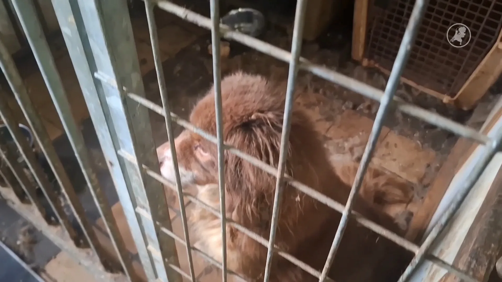 Negen Australische herders in beslag genomen bij controle fokker