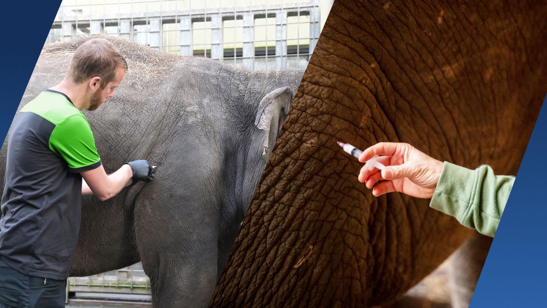 Eerste jonge olifanten in Nederland gevaccineerd tegen dodelijk herpesvirus